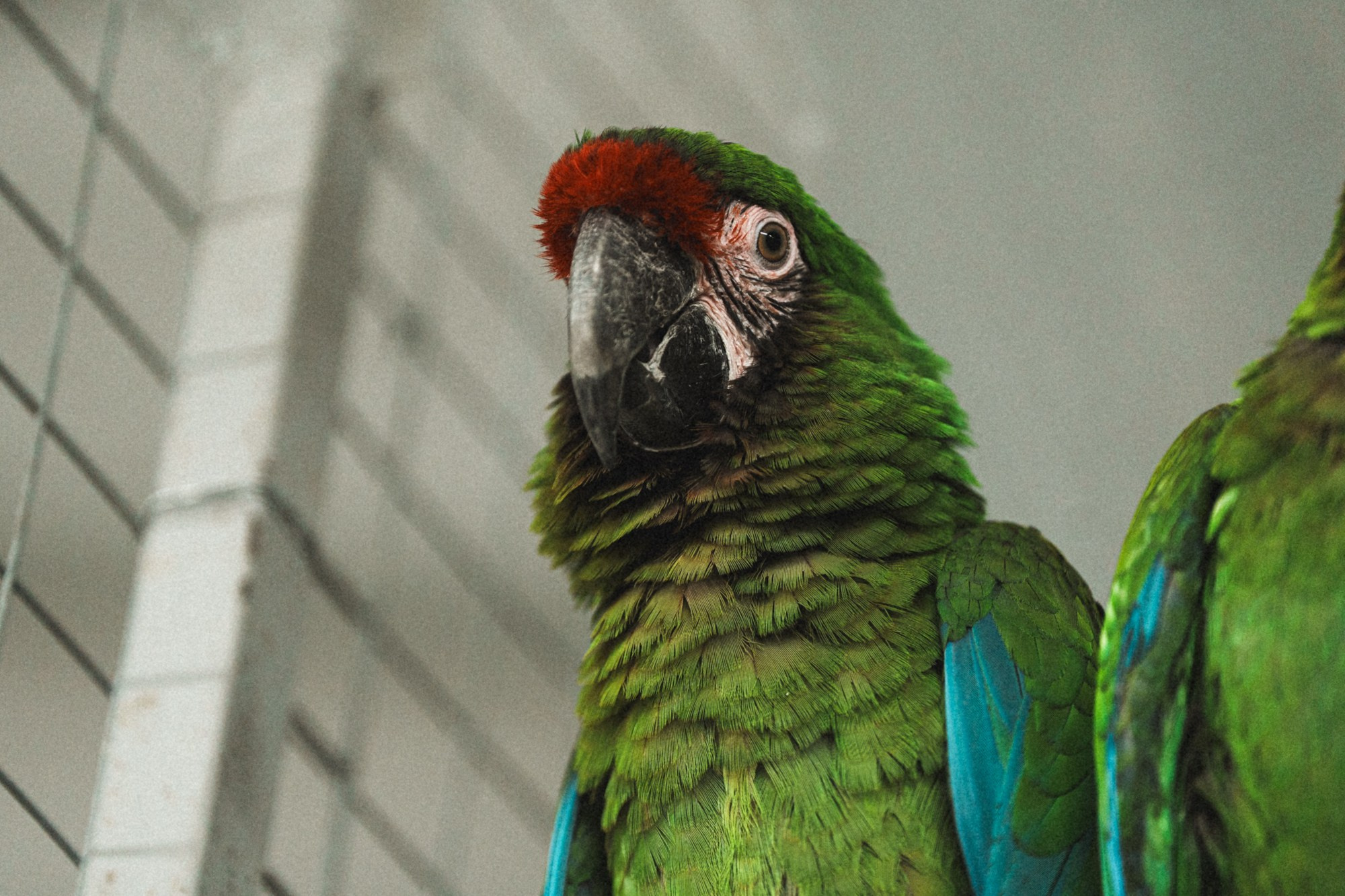 Карельский зоопарк. Zekons. Фото, видео, нейросети