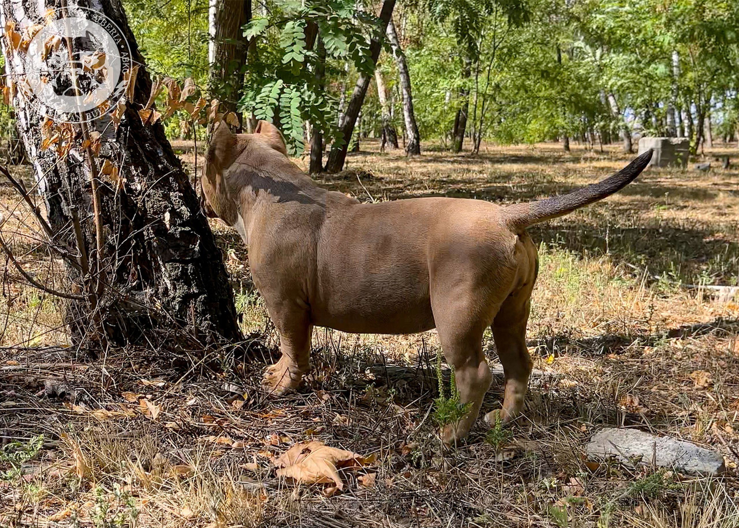 Помет Каспер и Тагира. 21.04.25. Американский Булли в г. Ростов-на-Дону. Питомник THE POWER OF SIBERIA