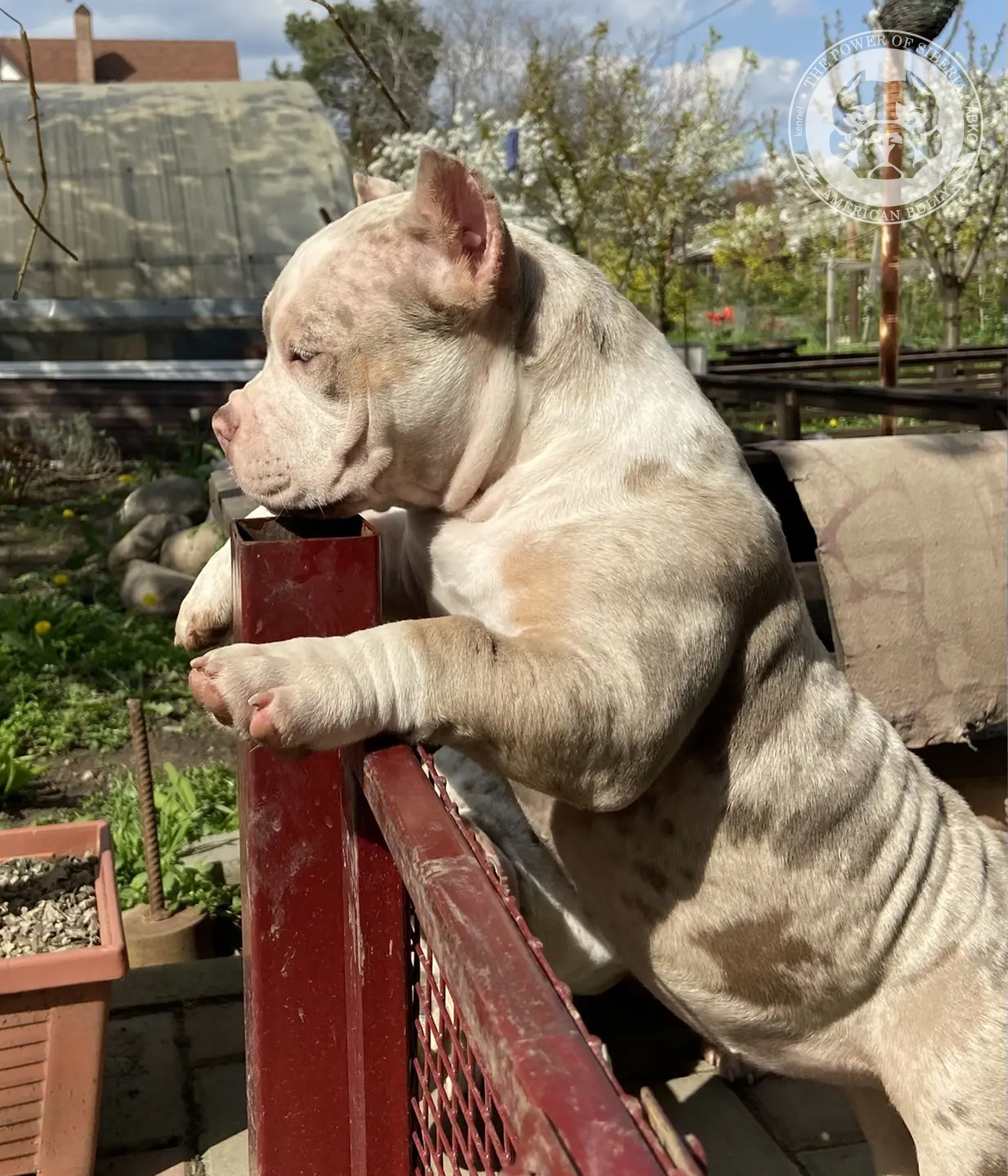 Свободные щенки Американский Булли, в типах покет, классик, стандарт. Американский Булли в г. Ростов-на-Дону. Питомник THE POWER OF SIBERIA