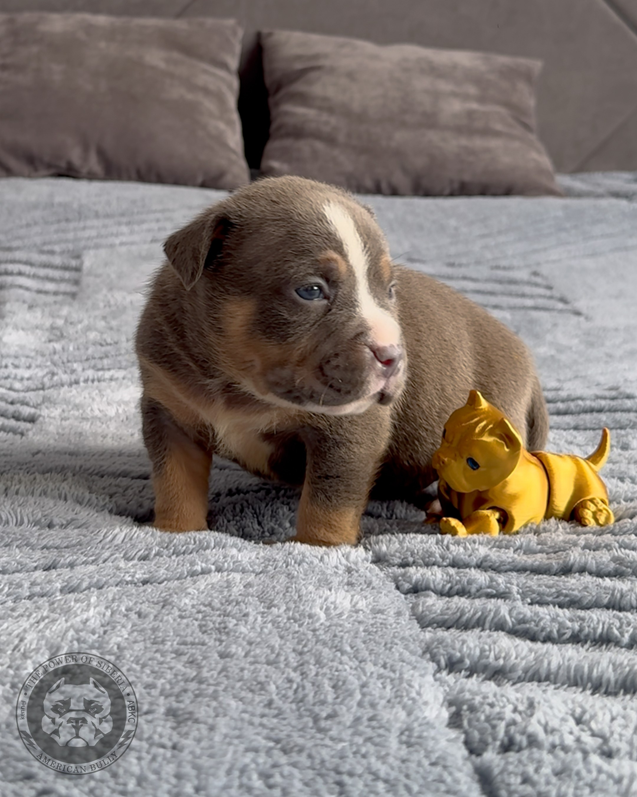 Свободные щенки Американский Булли стандарт и Свободные щенки Американский Булли классик. Американский Булли в г. Ростов-на-Дону. Питомник THE POWER OF SIBERIA