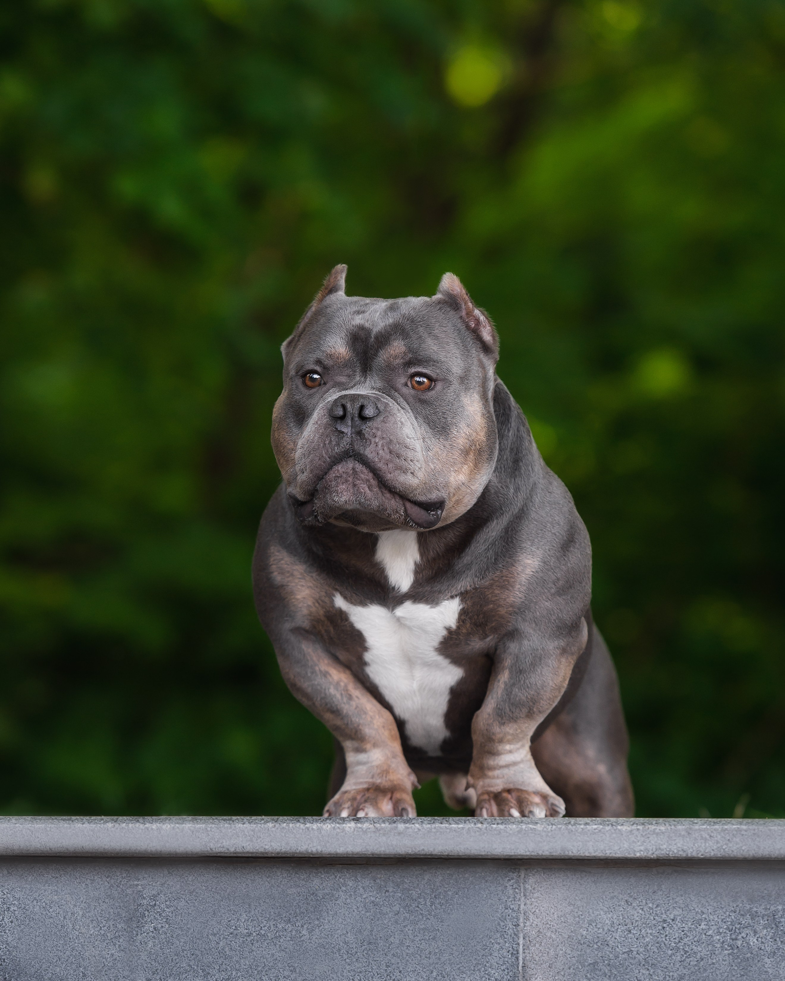 официальный питомник Американских булли в Саратове