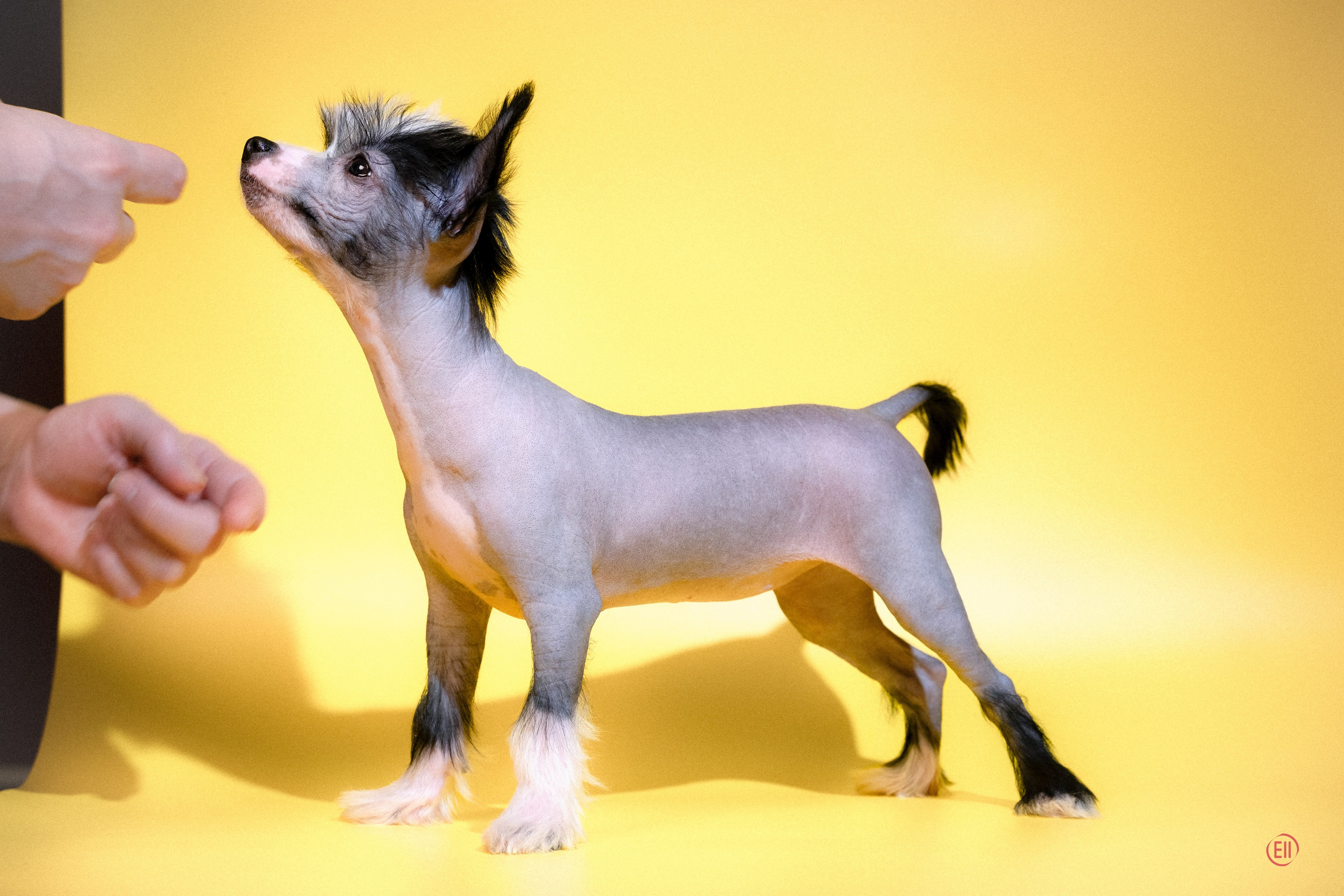 Poale Ell Dominika. Питомник китайских хохлатых собак Poale Ell: купить щенка в питомнике