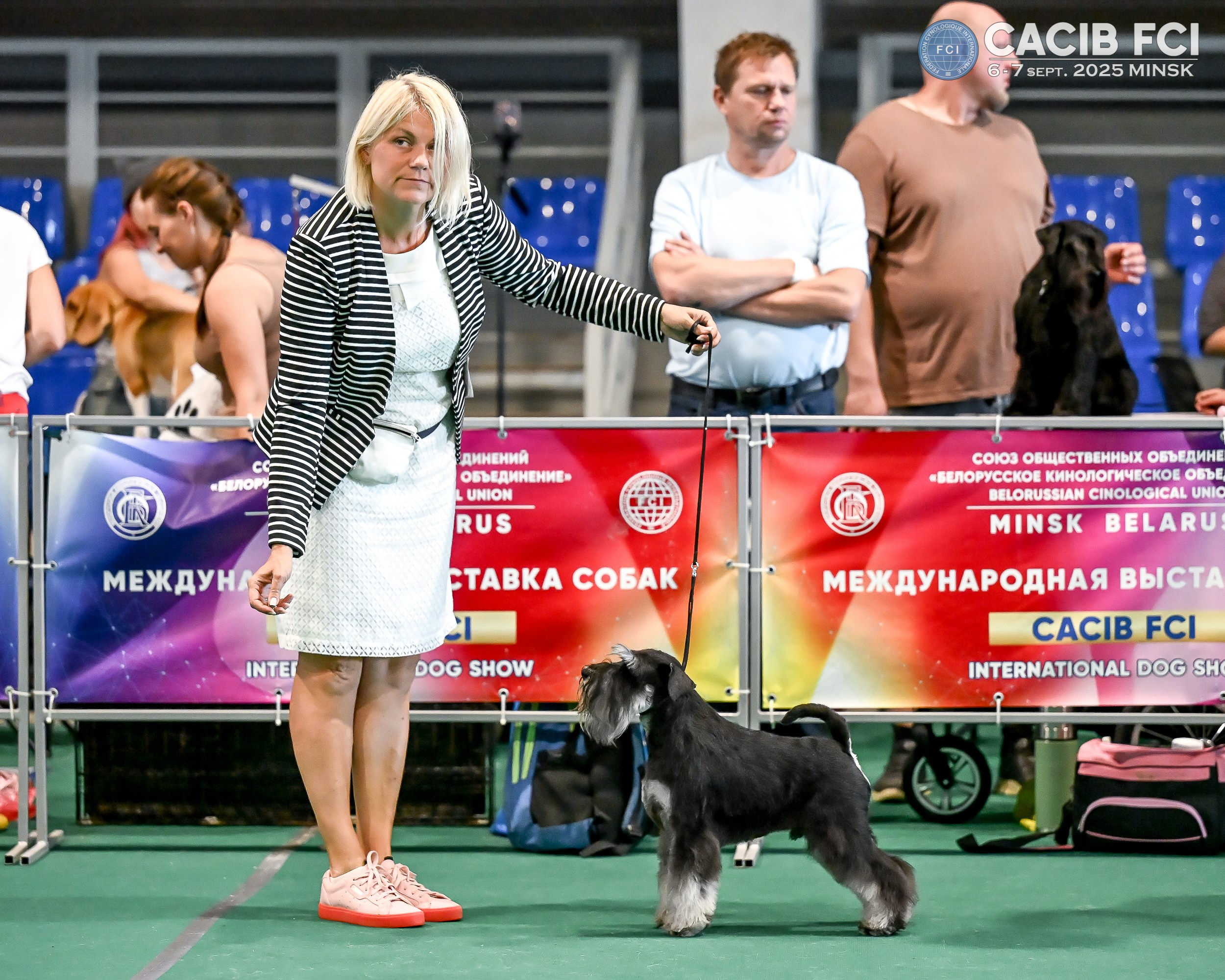 Цафир/ Delinso Balance Сzafir Lumier. Питомник цвергшнауцеров в Беларуси «Делинсо Бэлэнс»