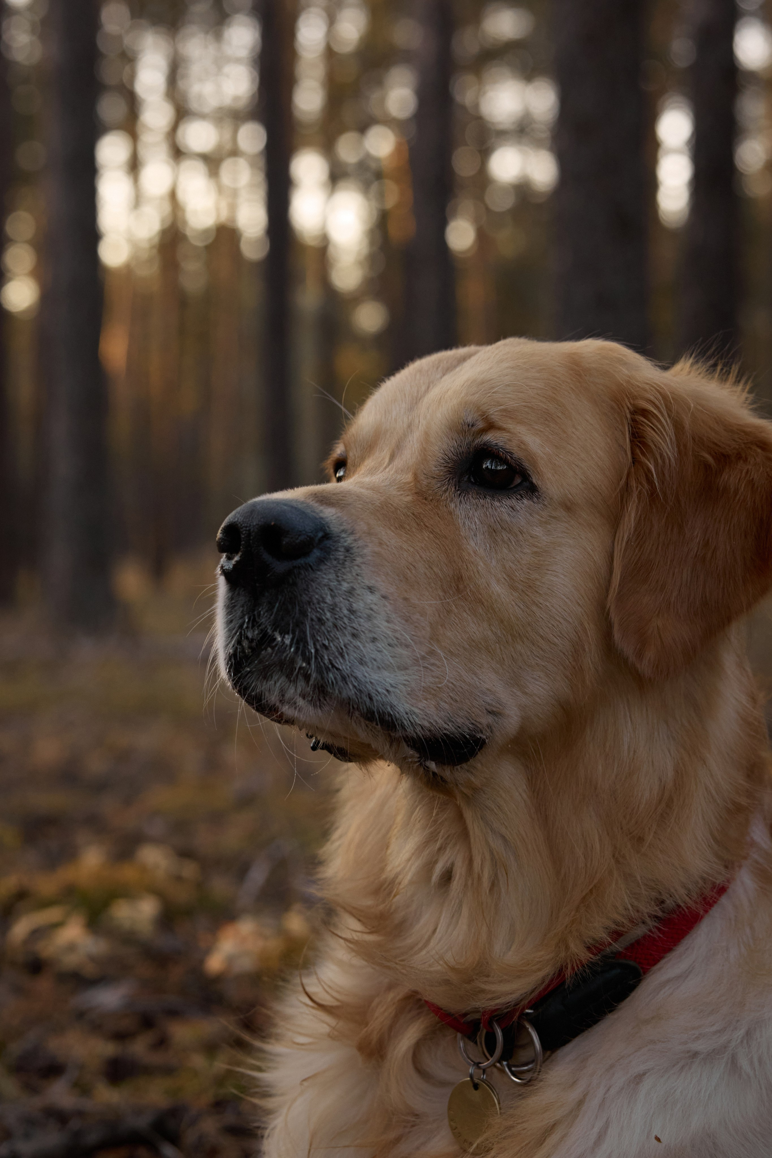 В Марийских лесах. Фотограф анималист в Казани Алина Сулейманова. Фотограф животных