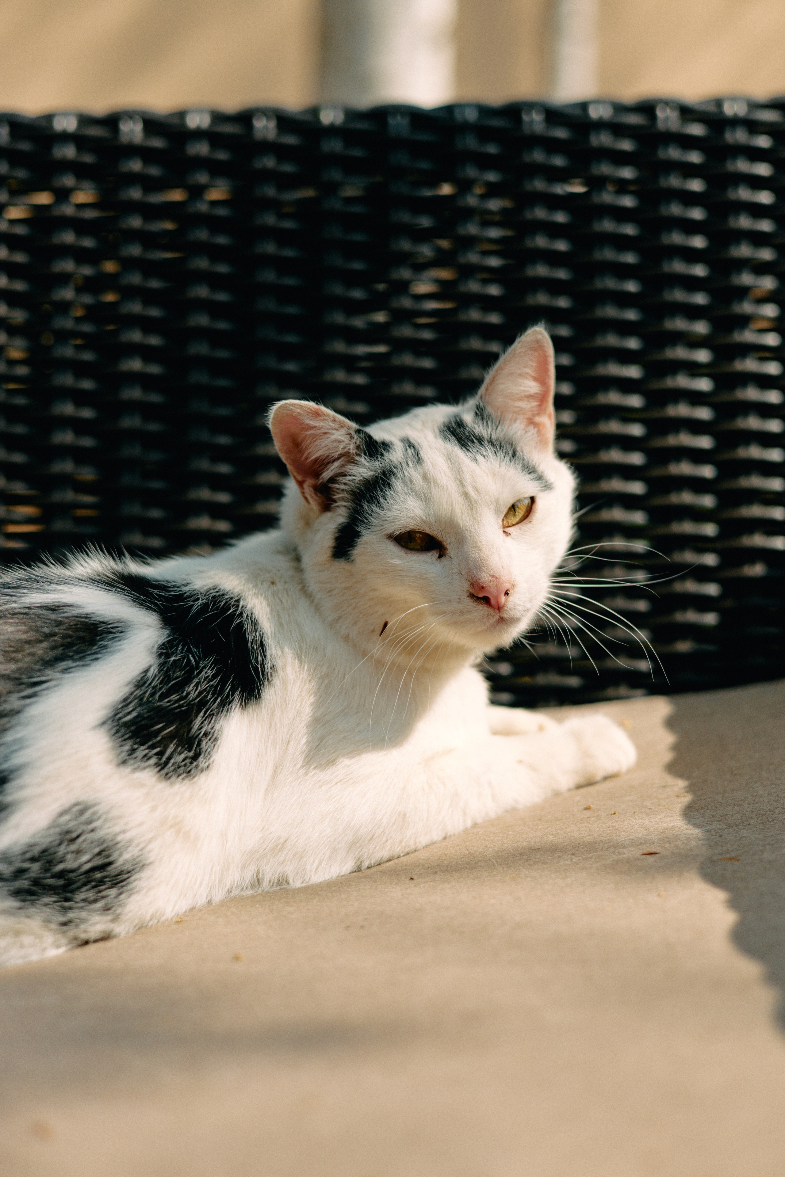 Бутик-отель Поле летом. Профессиональный Фотограф во Владимире, в Москве и в Суздале — Полина Романычева