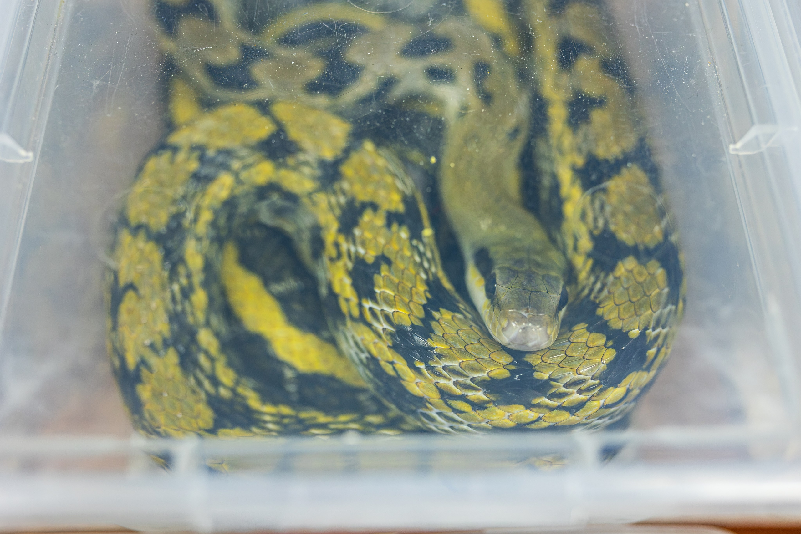 Рептилиум июнь 2025. Александра Куликова фотограф, Москва