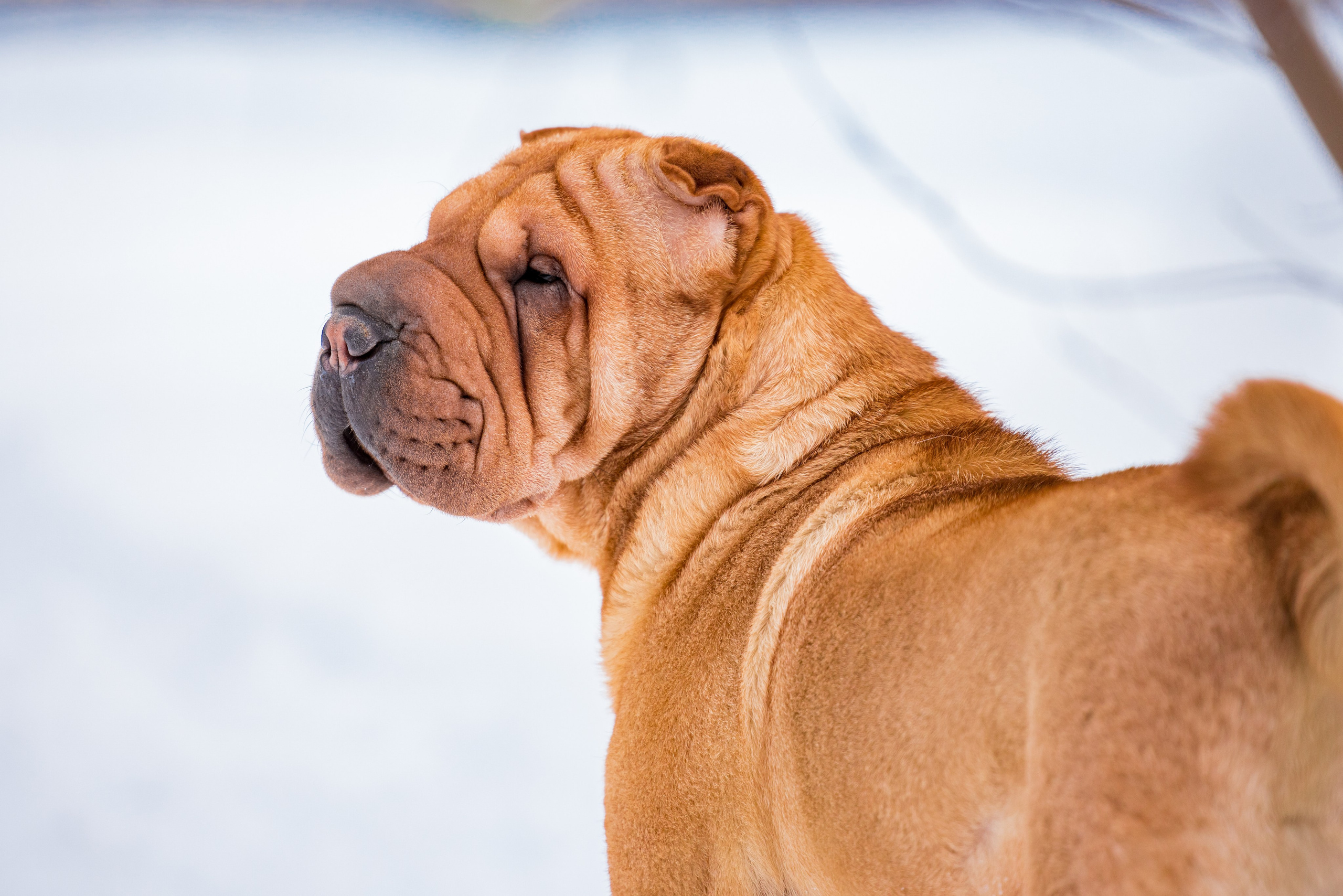 В гостях у шарпеев 16.01.2024. Фотограф-анималист Юлия Германика