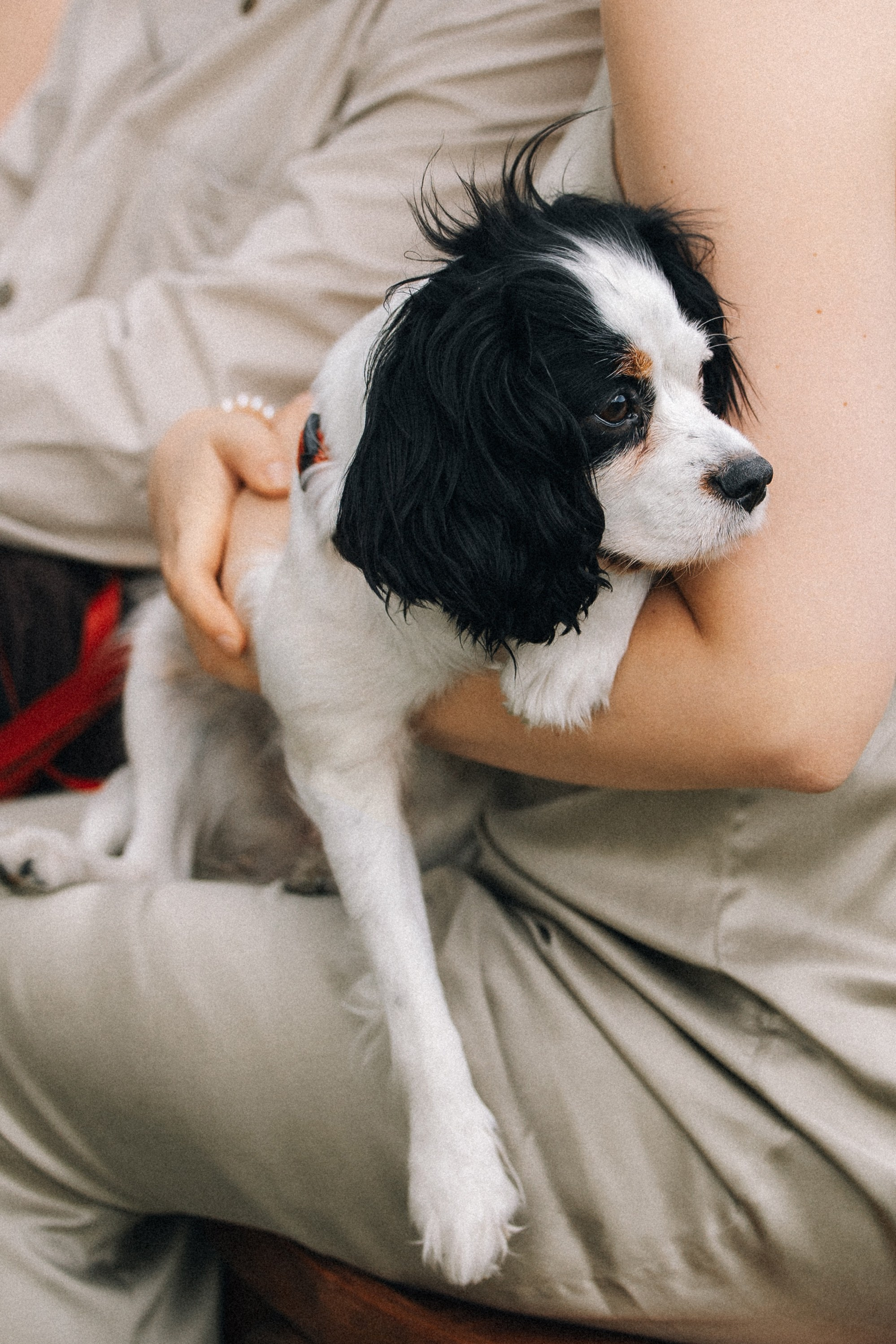 Вика и Ваня. Анастасия Мелёхина Фотограф Москва, Свадебный фотограф Москва