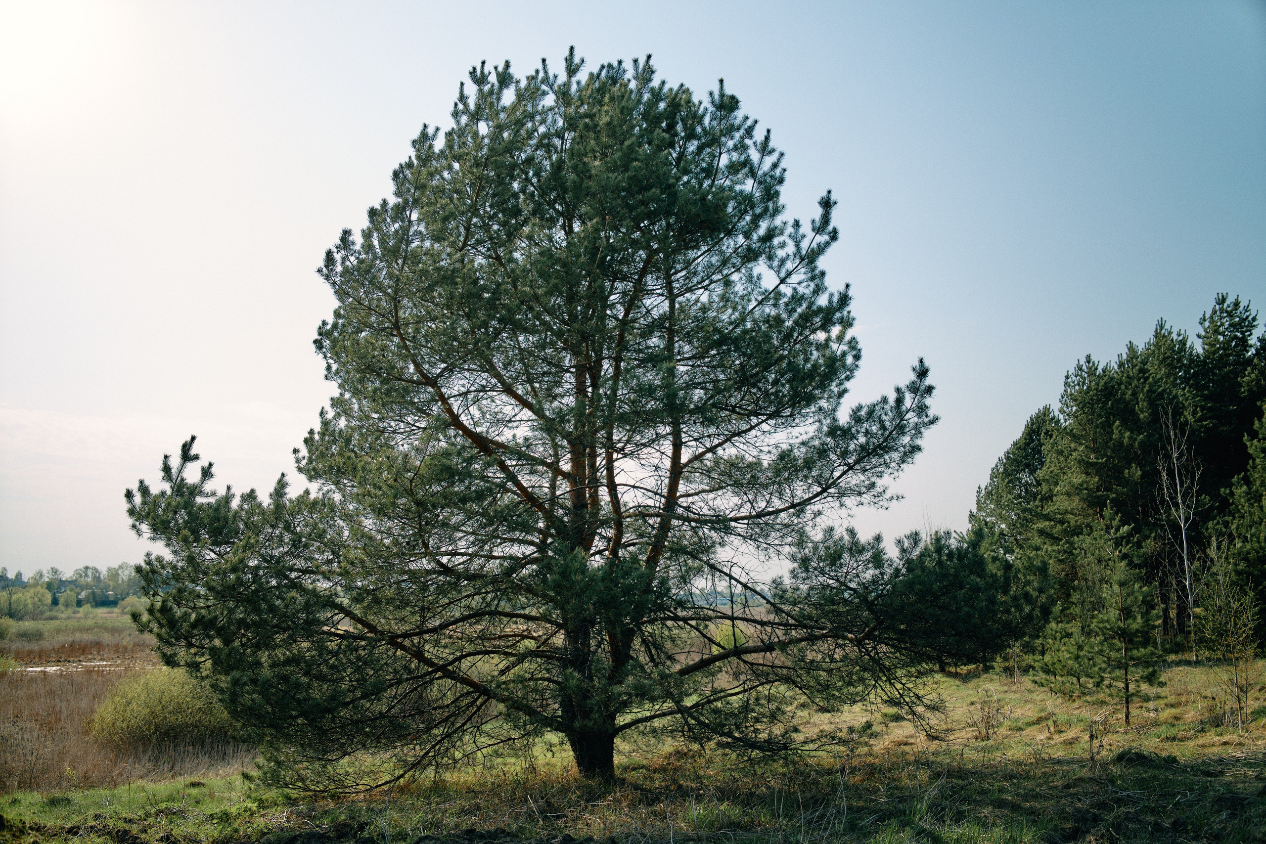 Бутик-отель Поле летом. Профессиональный Фотограф во Владимире, в Москве и в Суздале — Полина Романычева