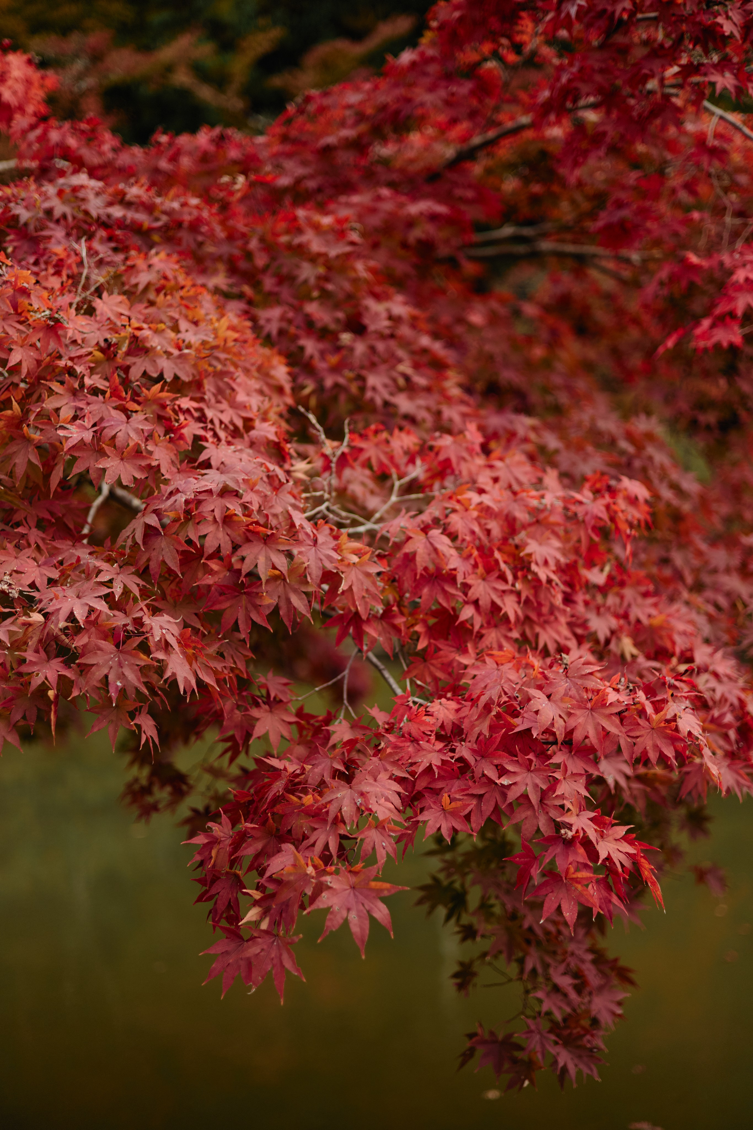 Япония. Профессиональный Фотограф во Владимире, в Москве и в Суздале — Полина Романычева