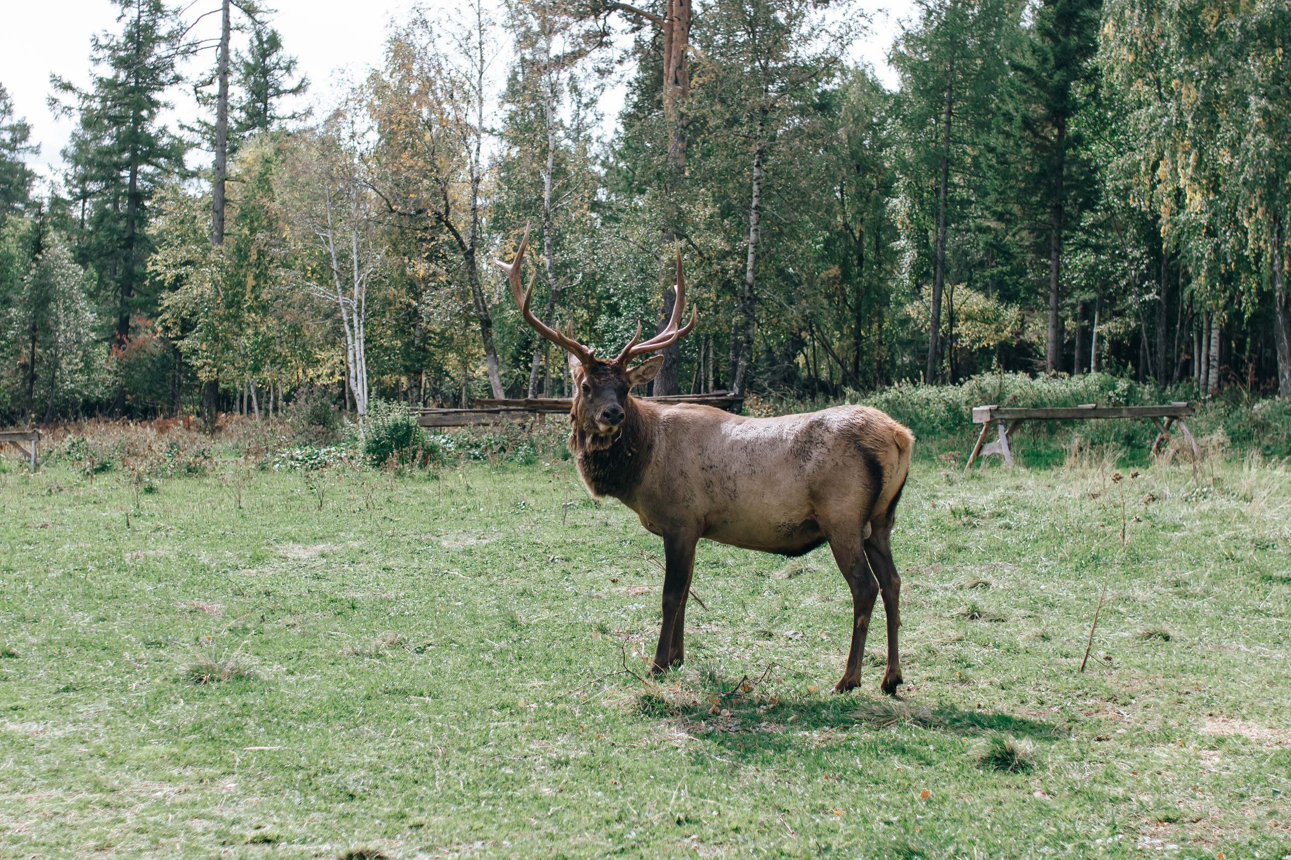 Александр и Ксения. Семейный и детский фотограф в Челябинске Елена Вышегородцева