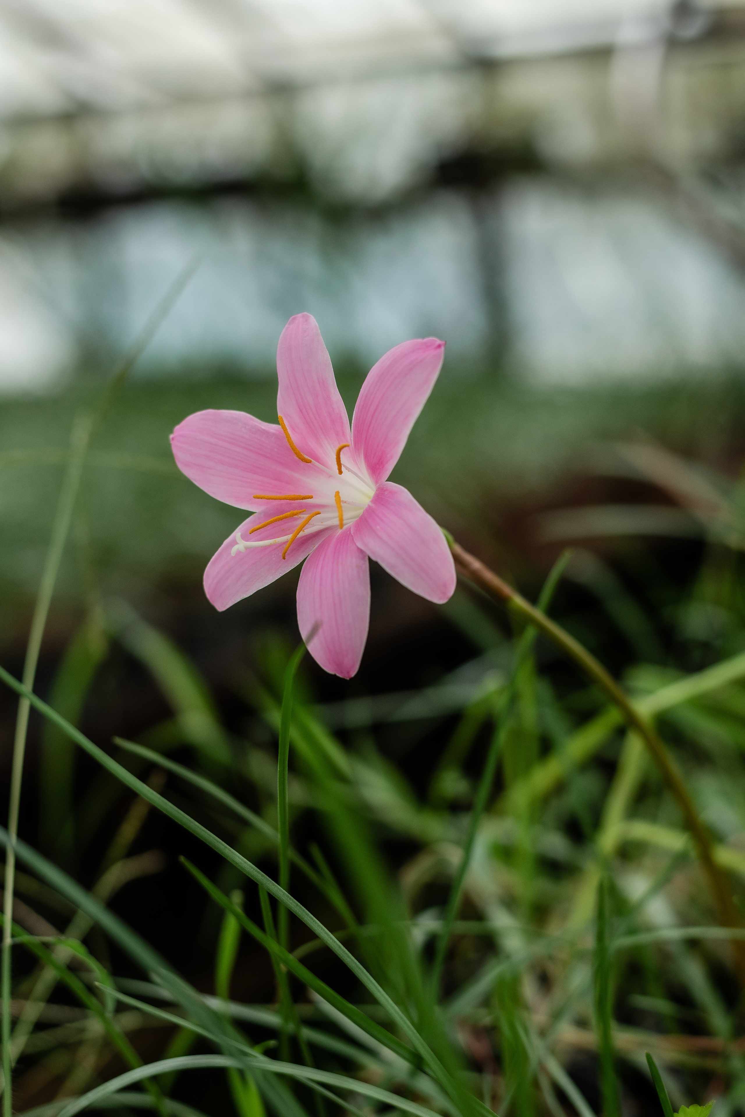 Утро в теплице. Свадебный и семейный фотограф Волгоград Ксения Афонина