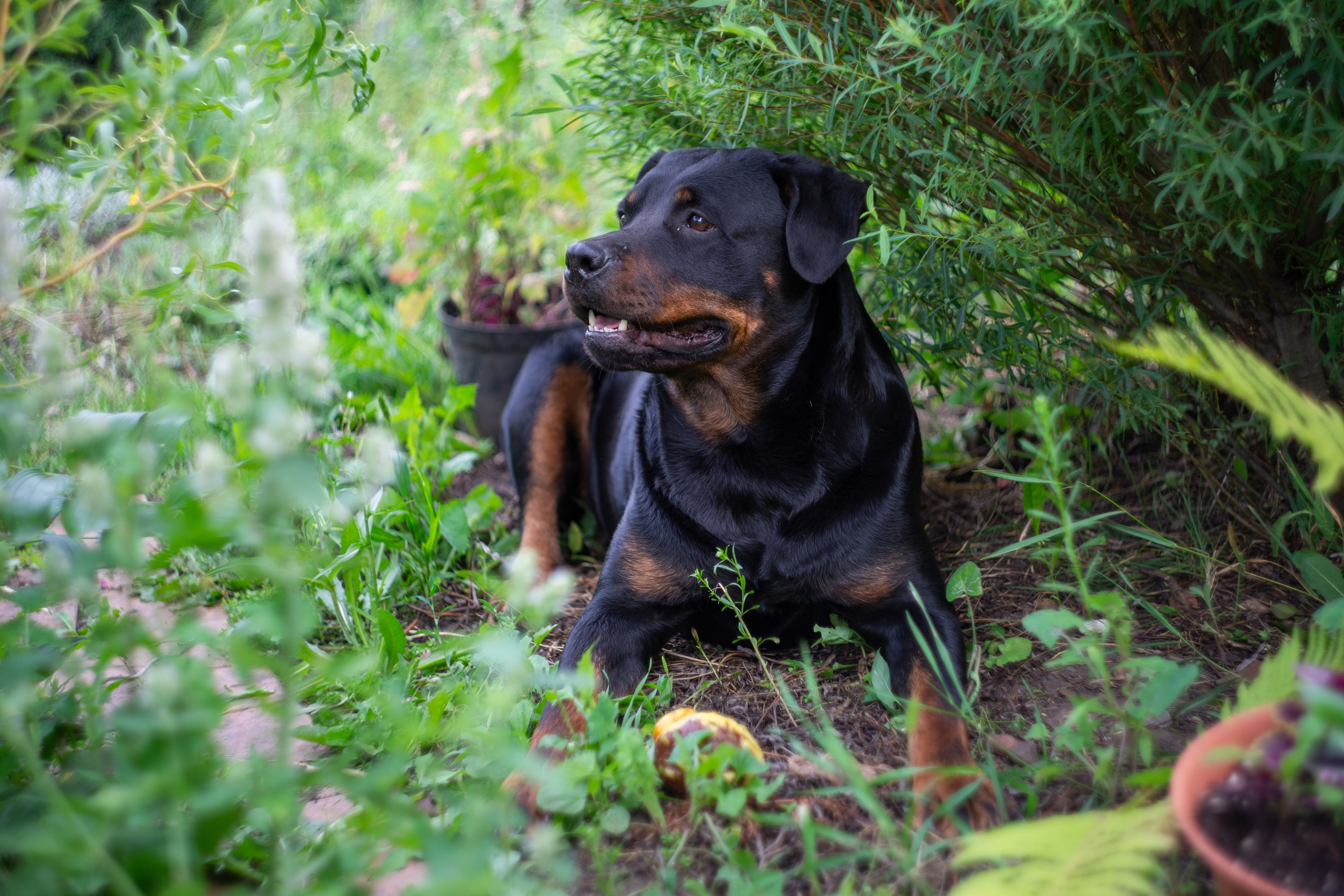 Любимые животные. Фотограф из Чистополя