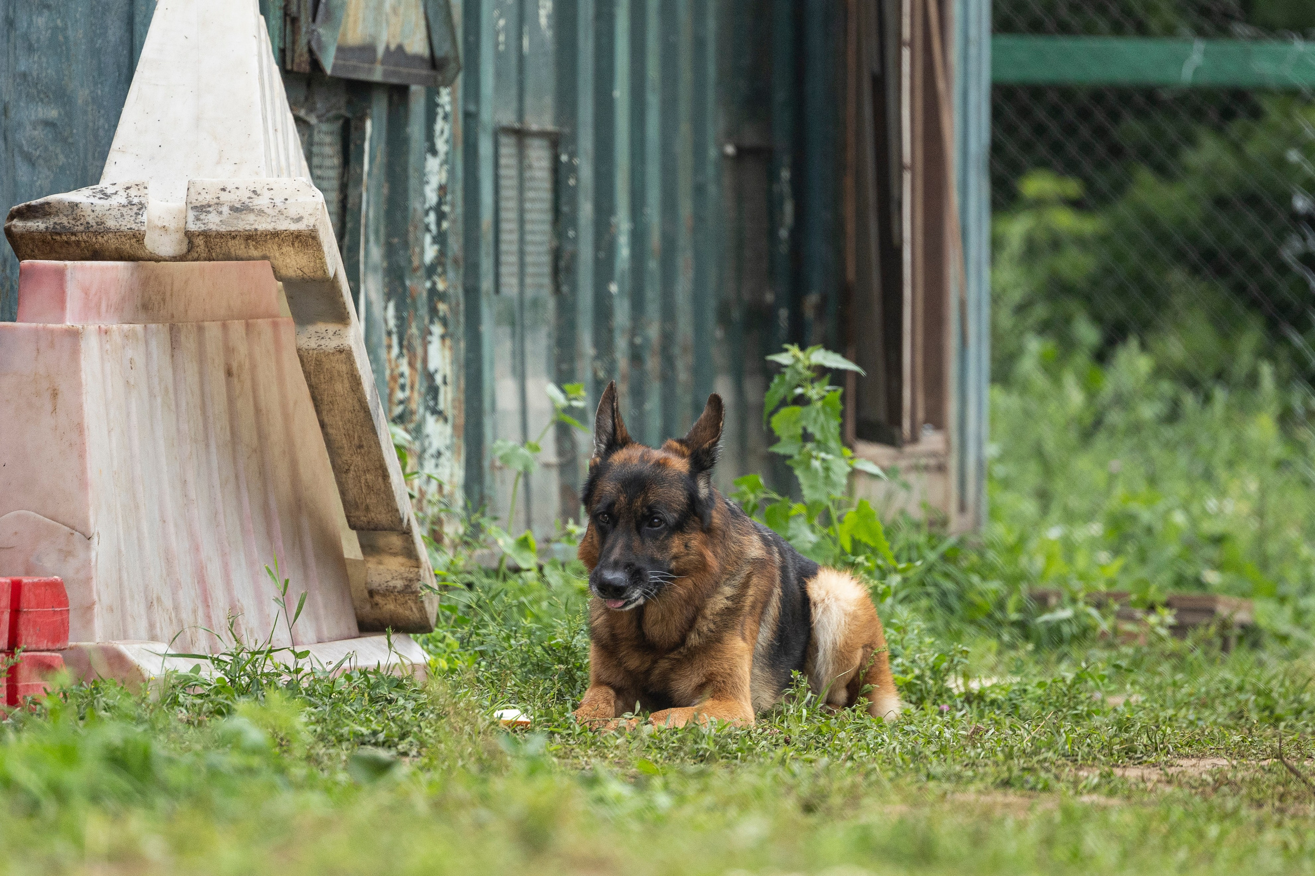 Соревнования по Мондьорингу г. Вологда 10-11.08.2024. Фотограф-анималист Анна Маринич