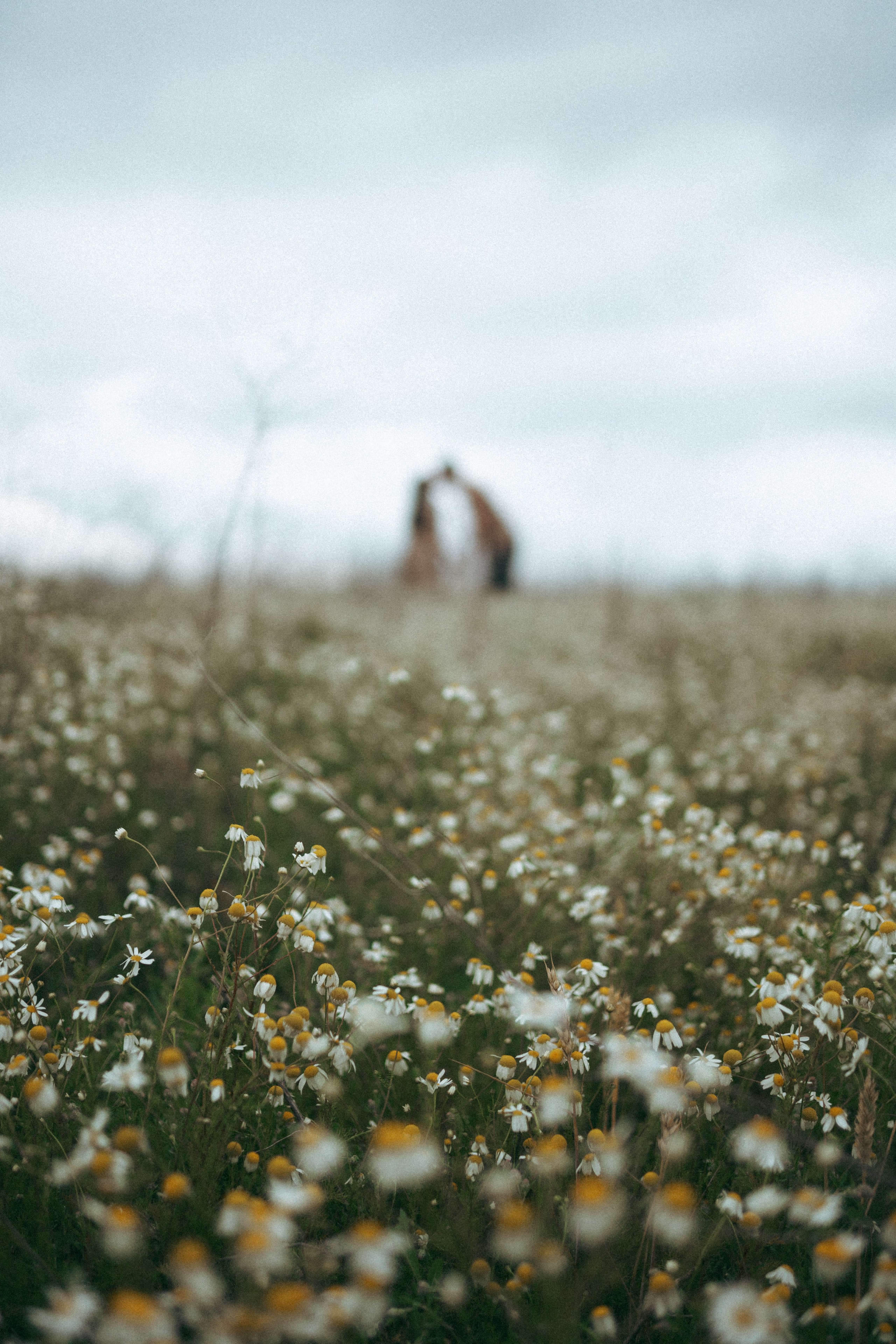 Ромашки. Фотограф Мария Зайчик