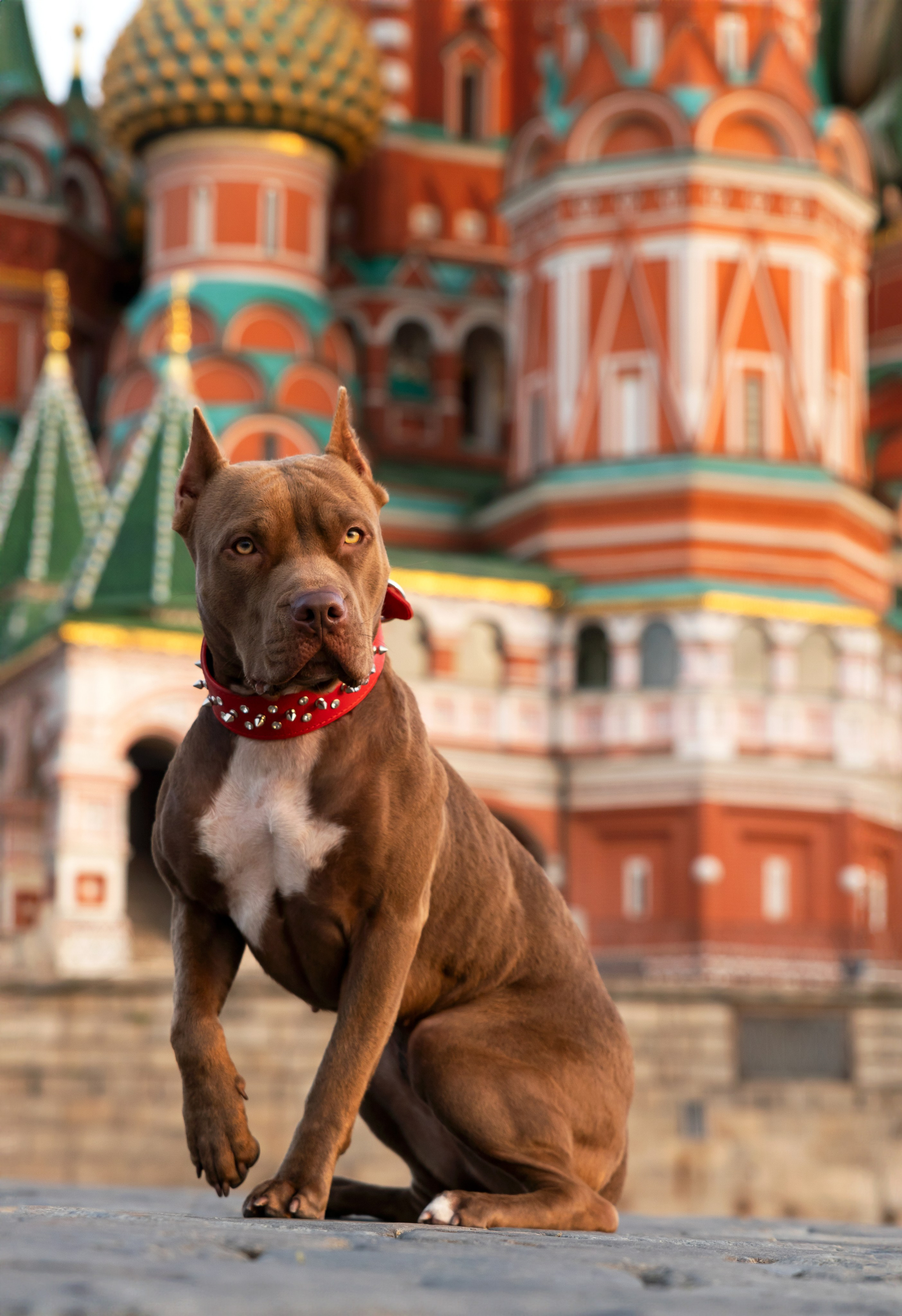 Прайтер Ума. Фотограф анималист и семейный фотограф в Москве Наталья Носова