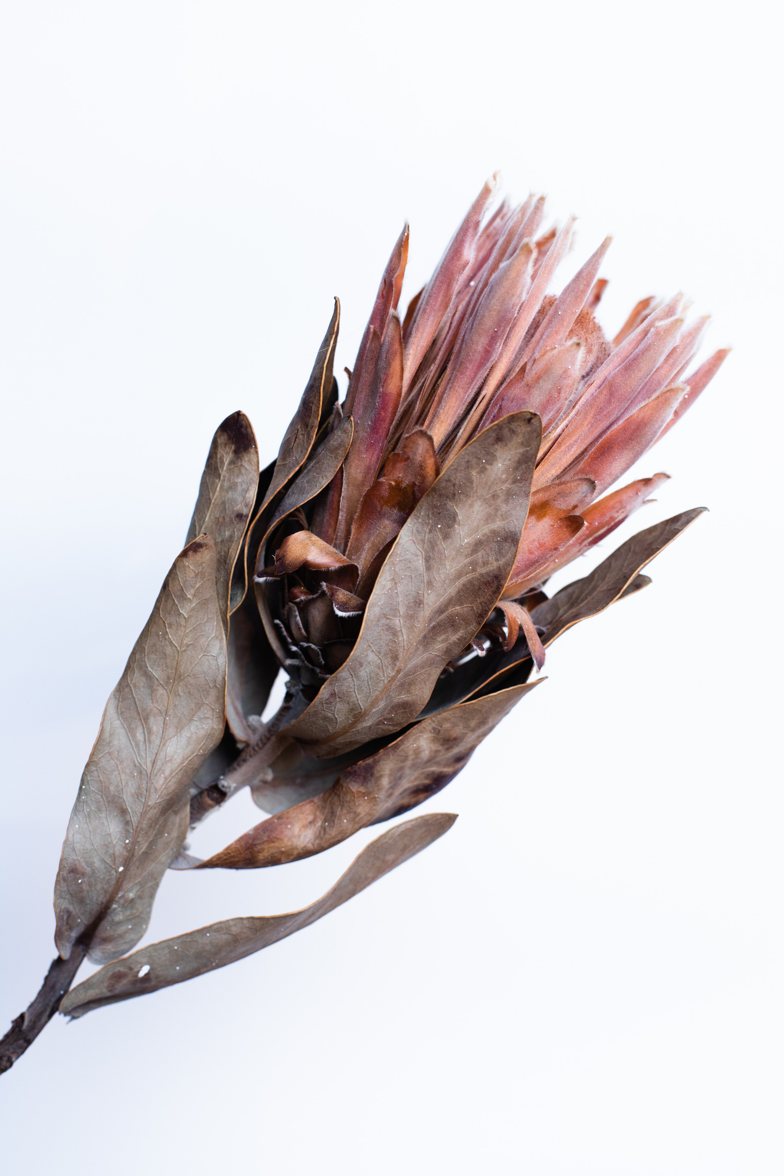 Портфолио. Коммерческий фотограф