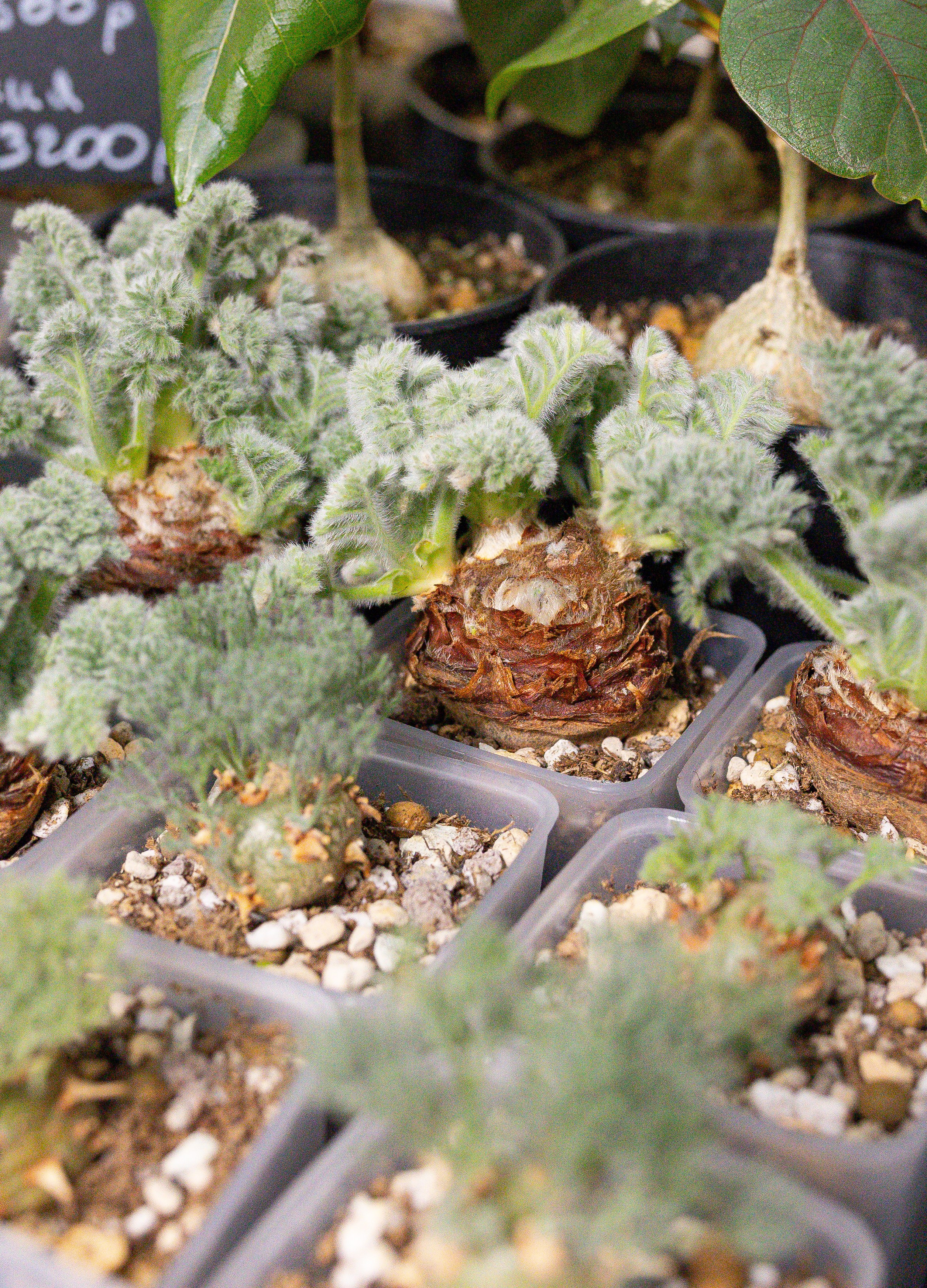 Орхидиум 12.2025. Александра Куликова фотограф, Москва