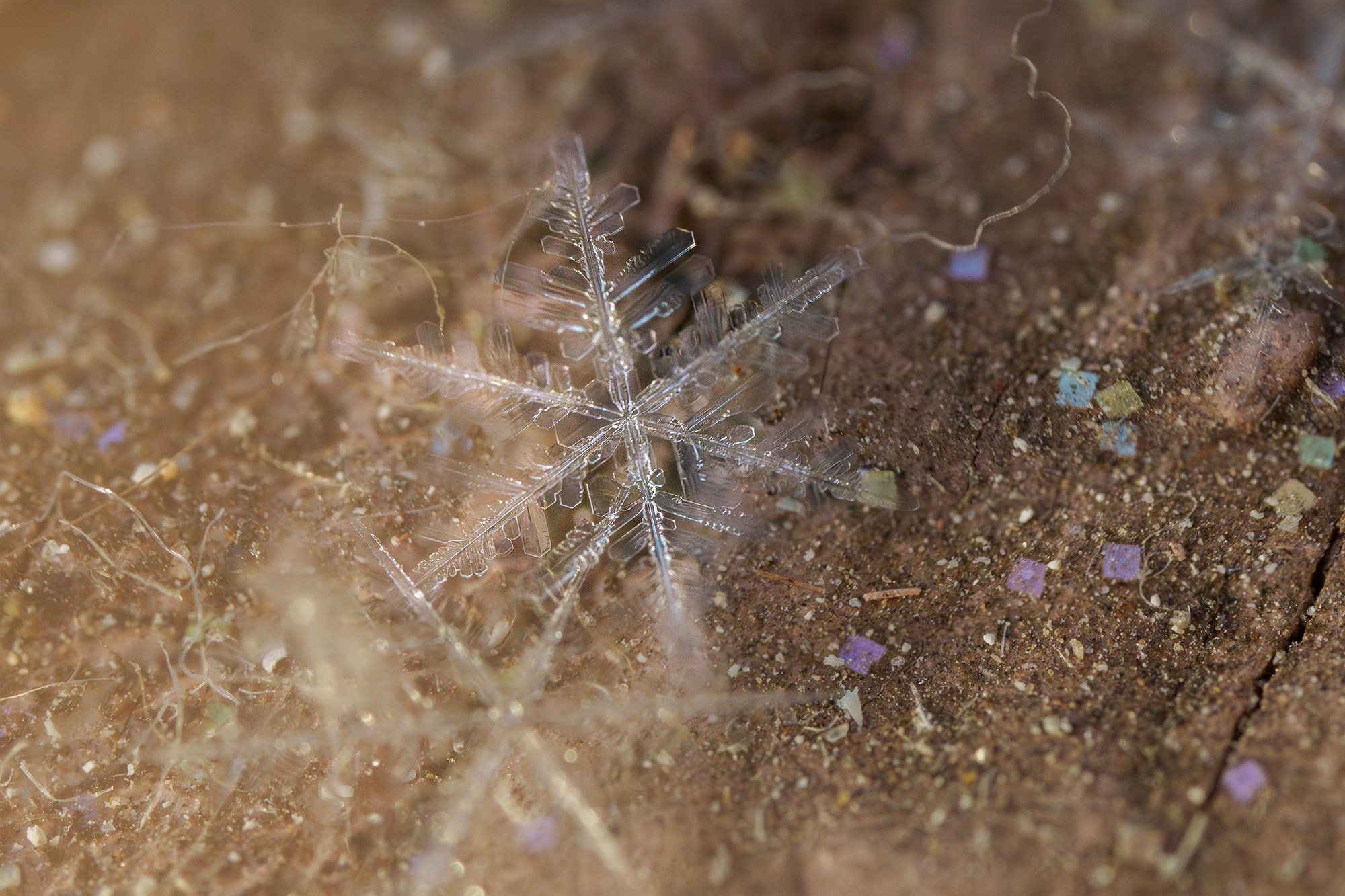 Макросъёмка. Ваш личный фотограф Марина Волкова