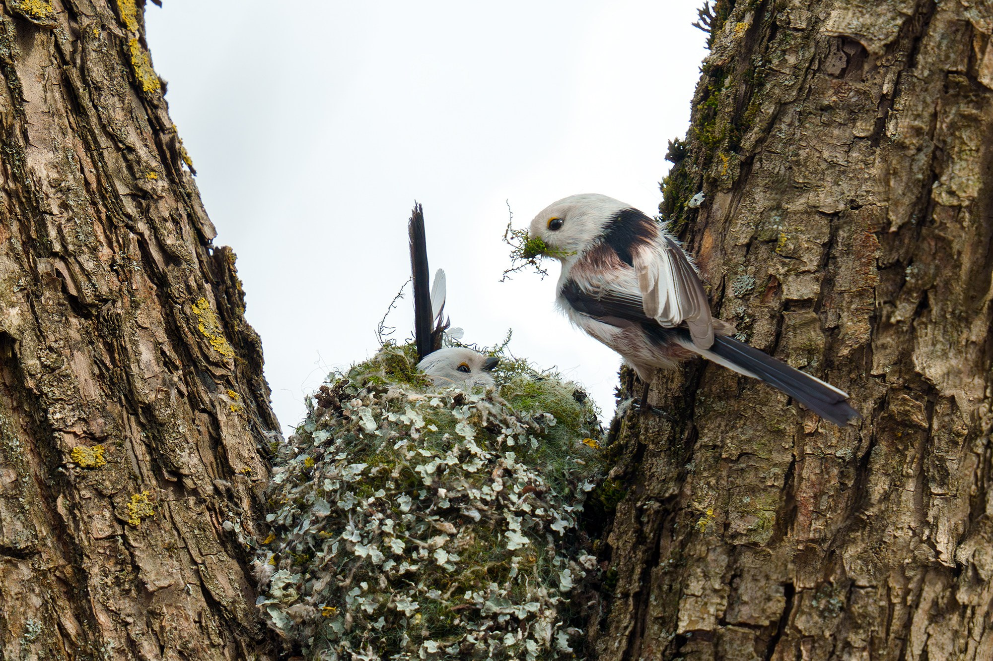 Удивительные мир птиц. Вокруг нас столько прекрасного — присмотритесь!. Ваш личный фотограф Марина Волкова
