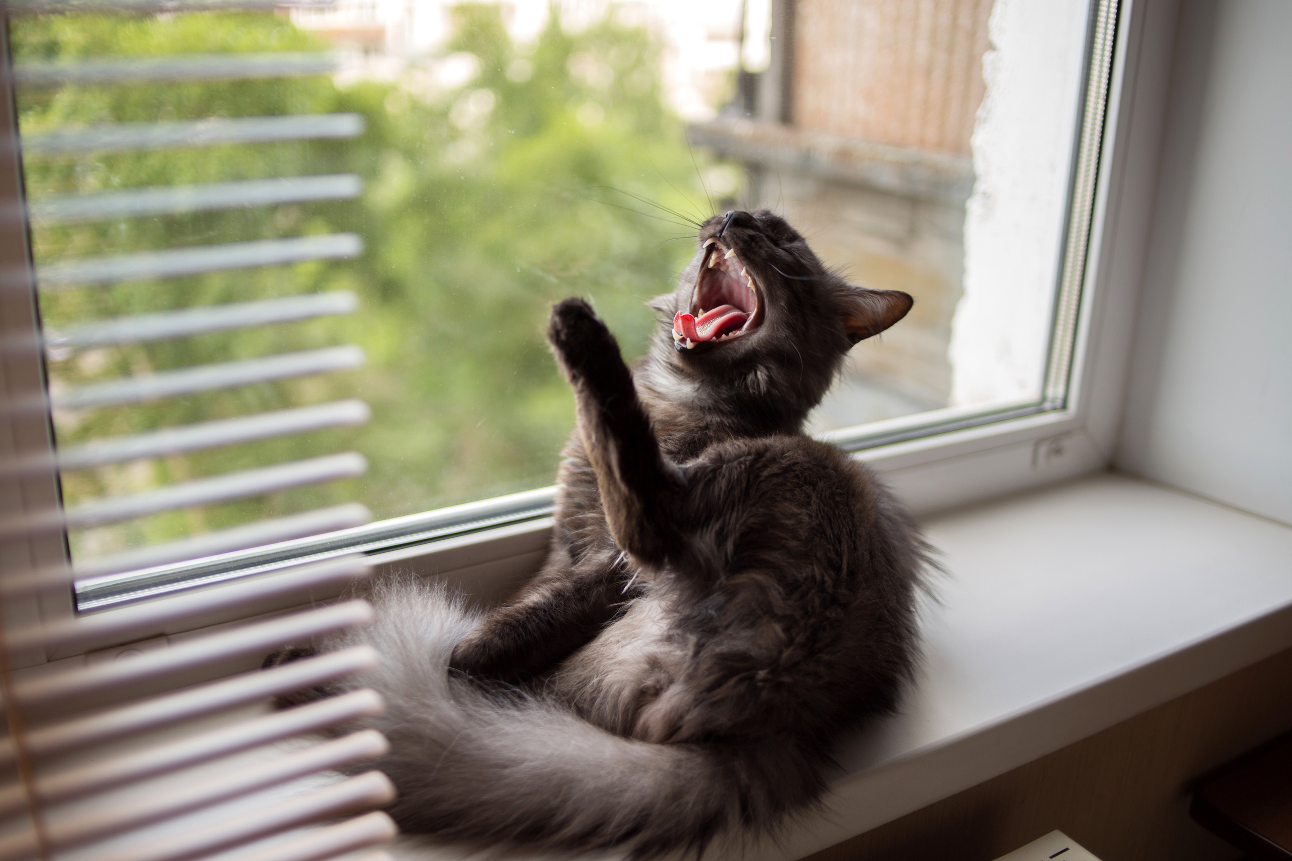 Кот пиксель pixel кошка киса котик тигр pet animalcat животные. •fpsmax• фотограф-ретушер