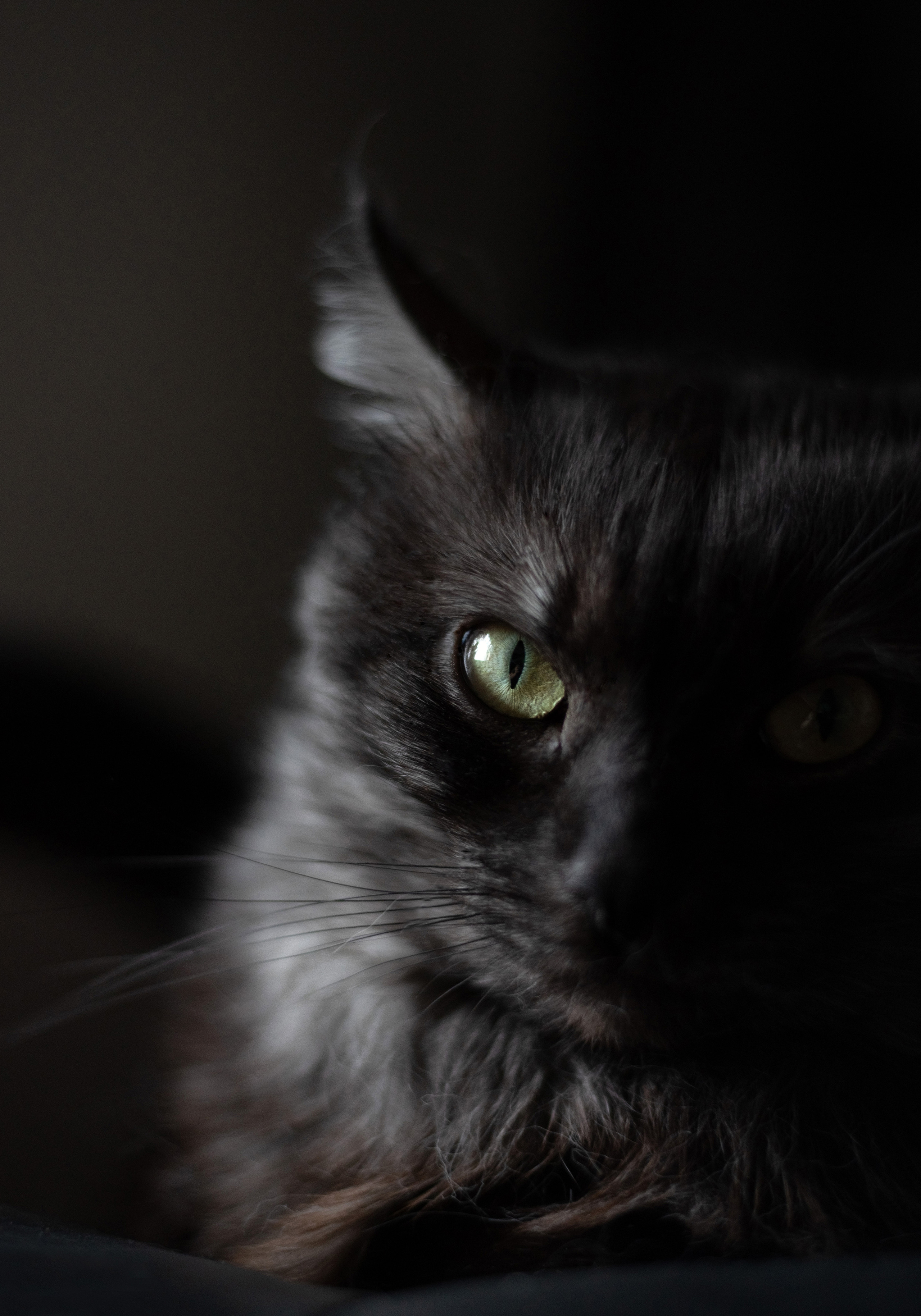 Кот пиксель pixel кошка киса котик тигр pet animalcat животные. •fpsmax• фотограф-ретушер