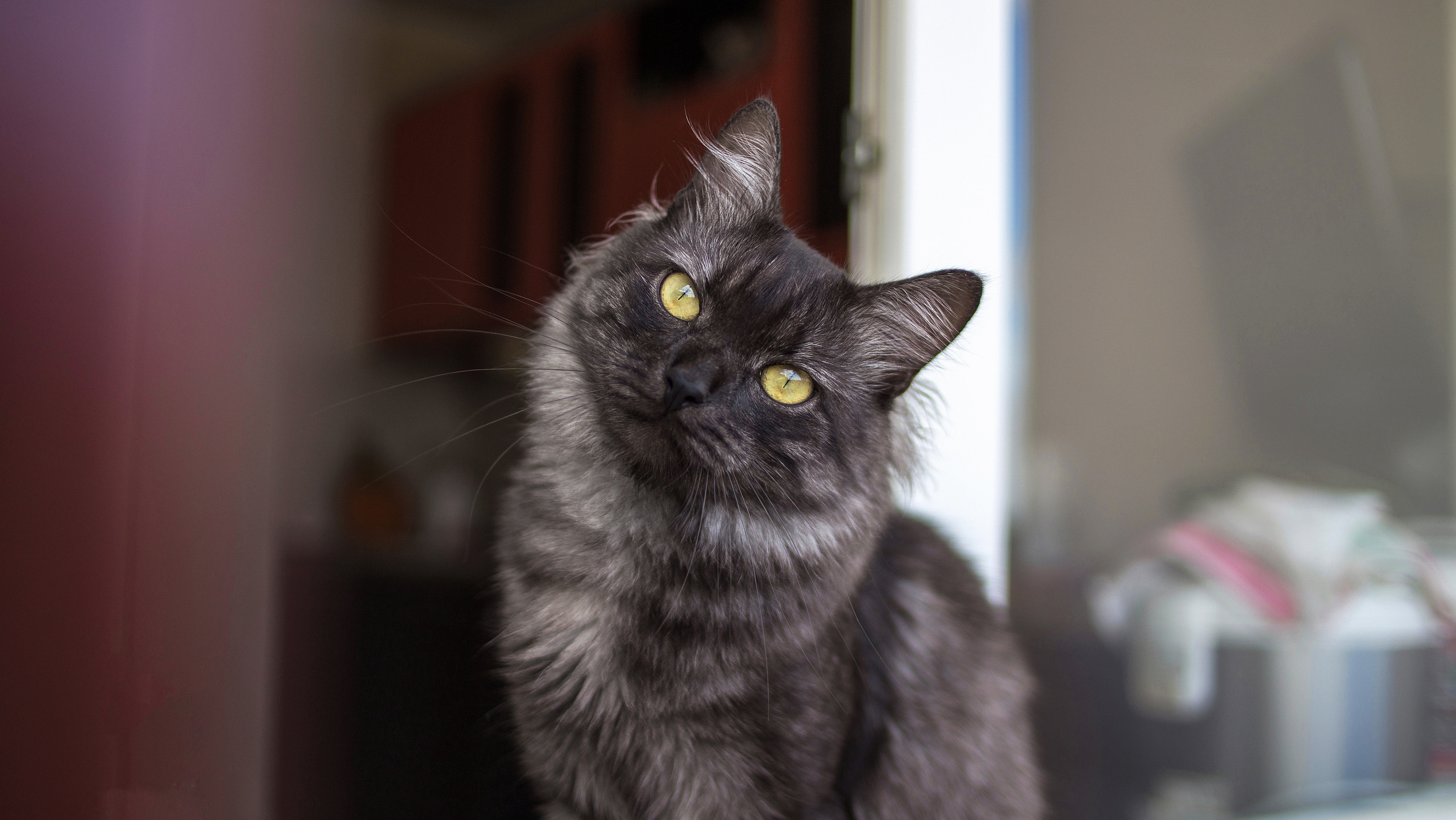 Кот пиксель pixel кошка киса котик тигр pet animalcat животные. •fpsmax• фотограф-ретушер