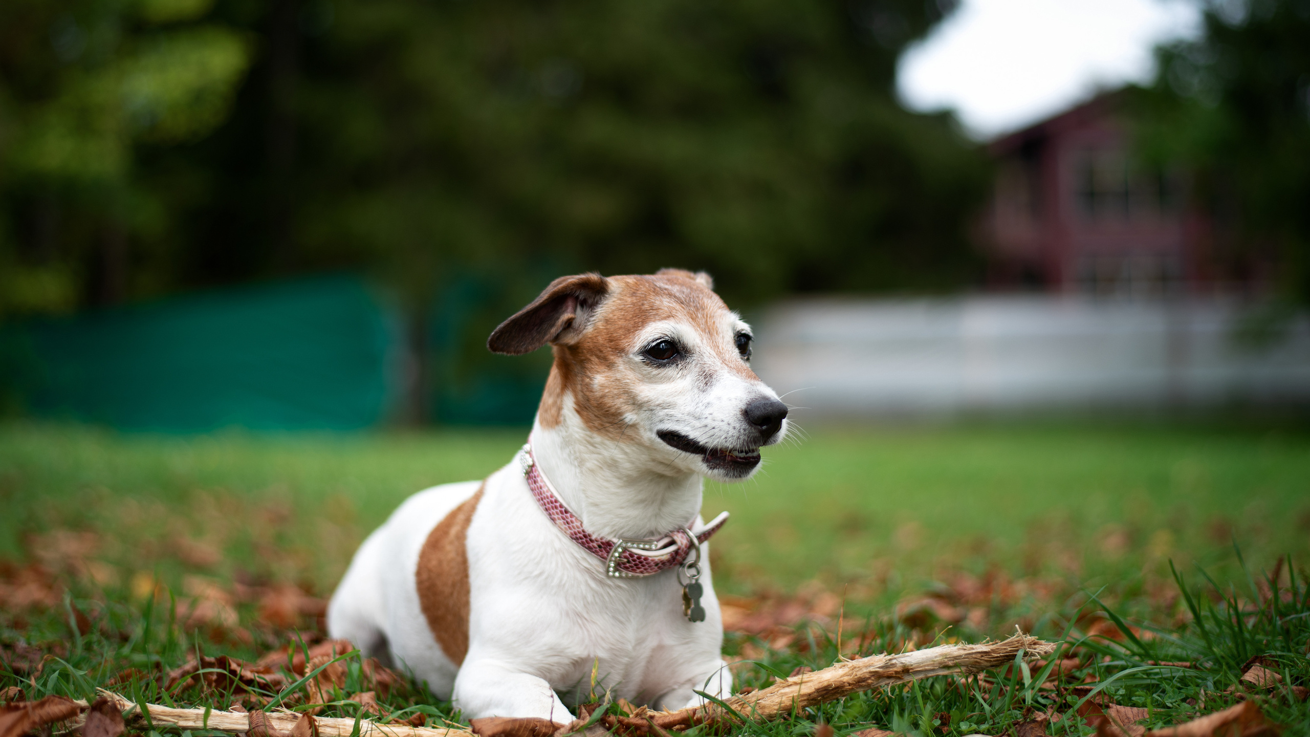 Животные animals. •fpsmax• фотограф-ретушер