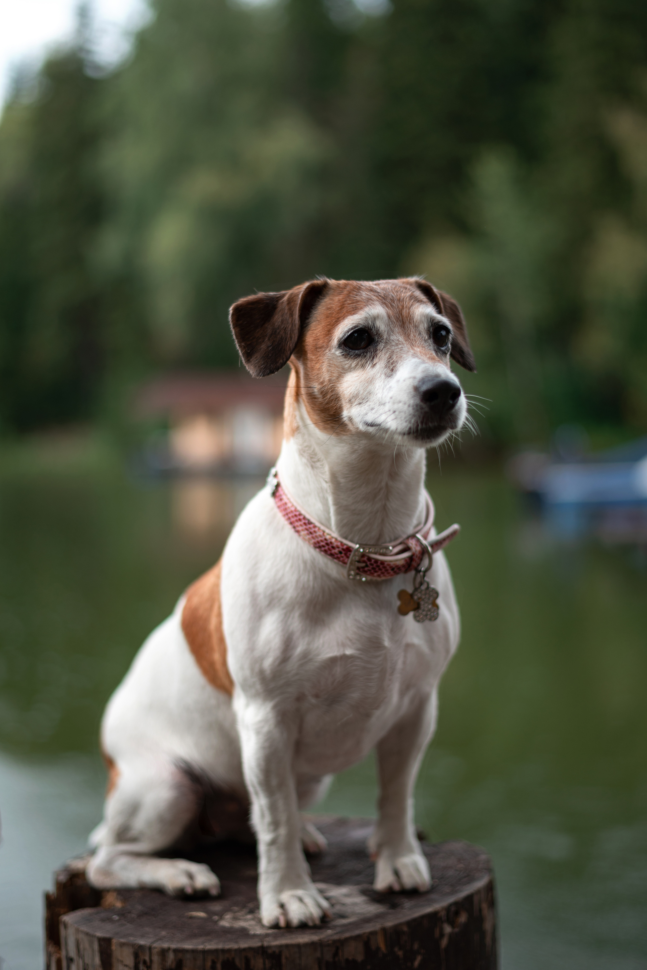 Животные animals. •fpsmax• фотограф-ретушер