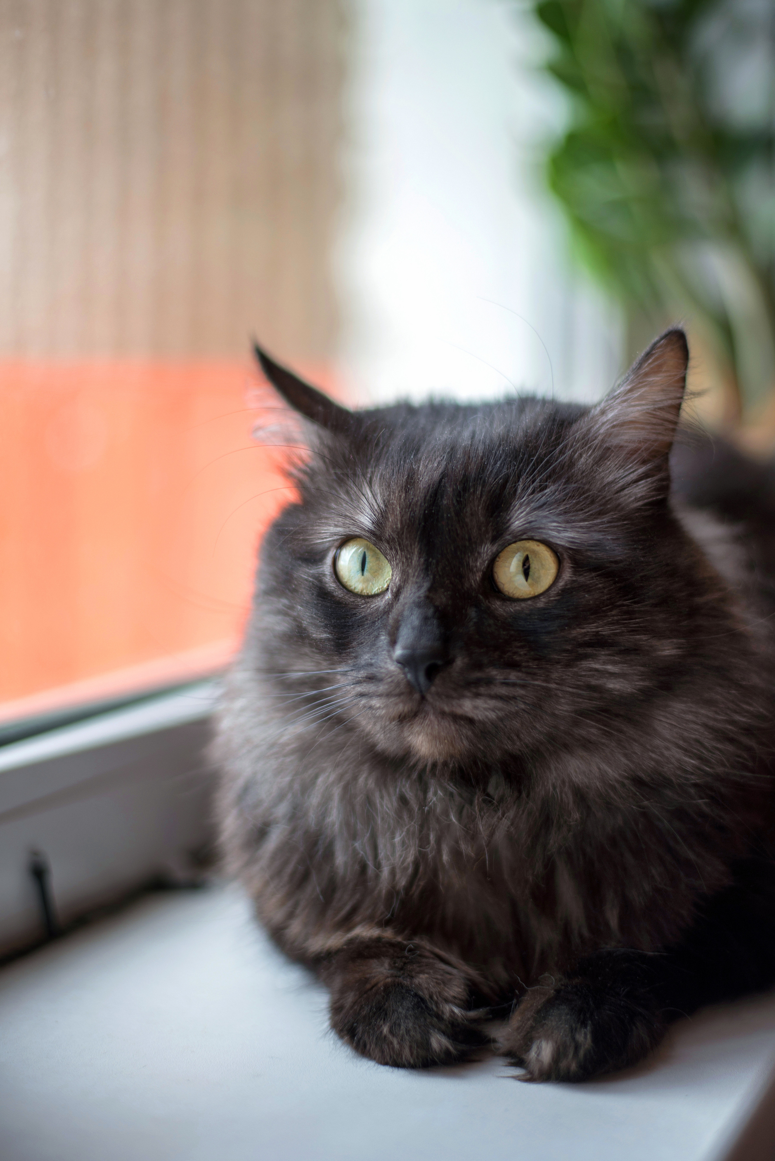 Кот пиксель pixel кошка киса котик тигр pet animalcat животные. •fpsmax• фотограф-ретушер