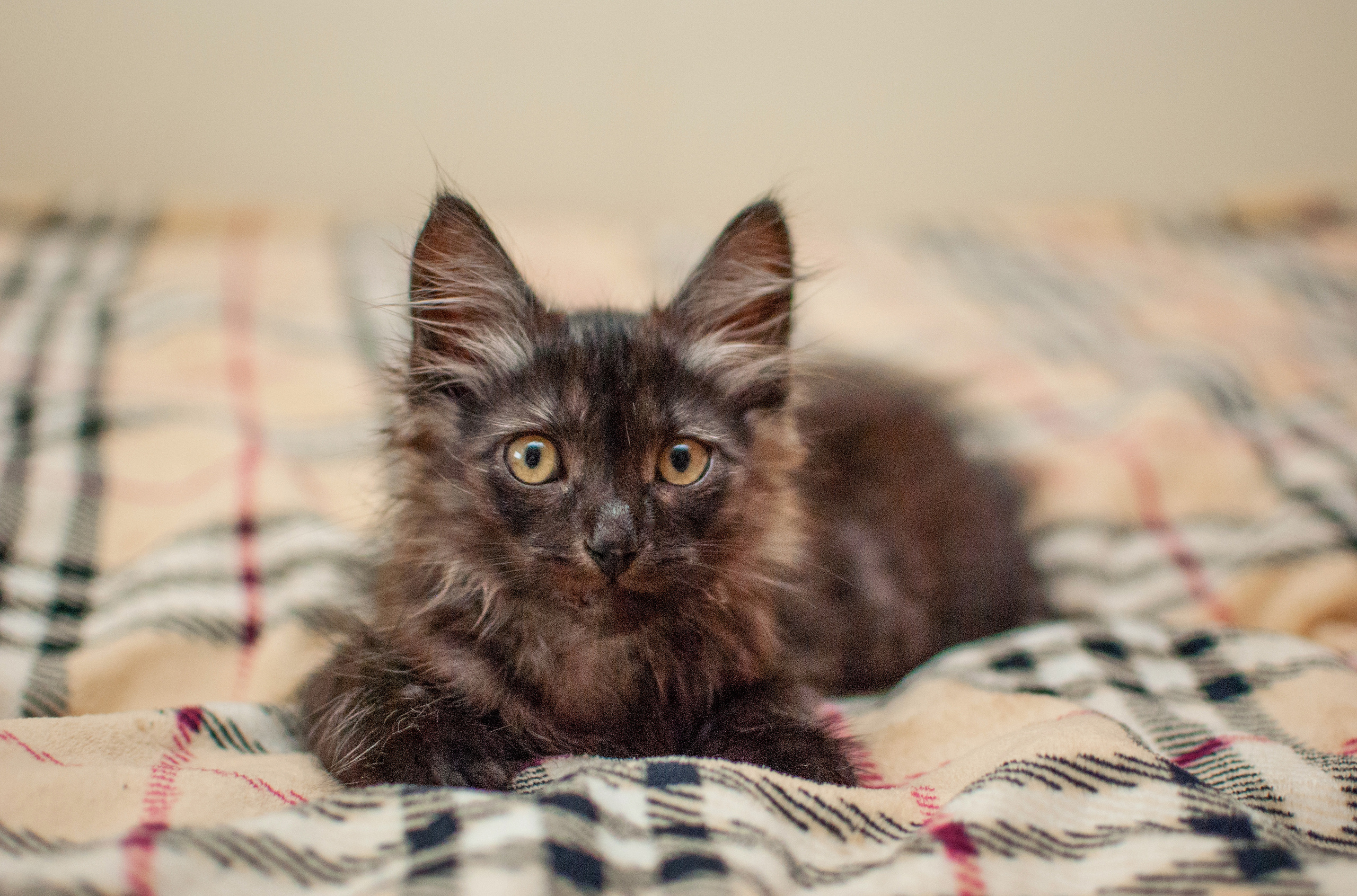 Кот пиксель pixel кошка киса котик тигр pet animalcat животные. •fpsmax• фотограф-ретушер