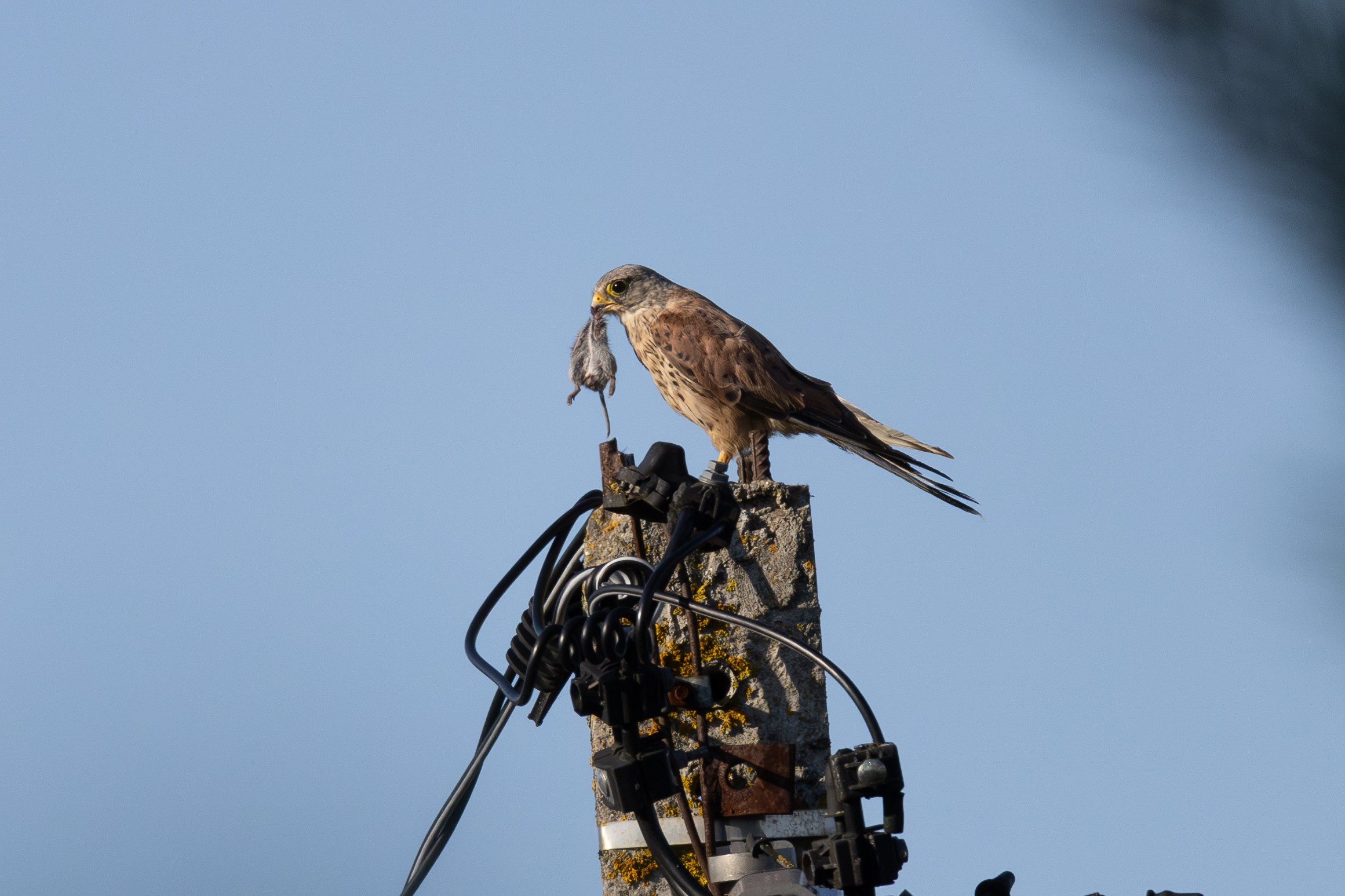 Птицы СНТ «Подлесье». Птицы парков г. Люберцы