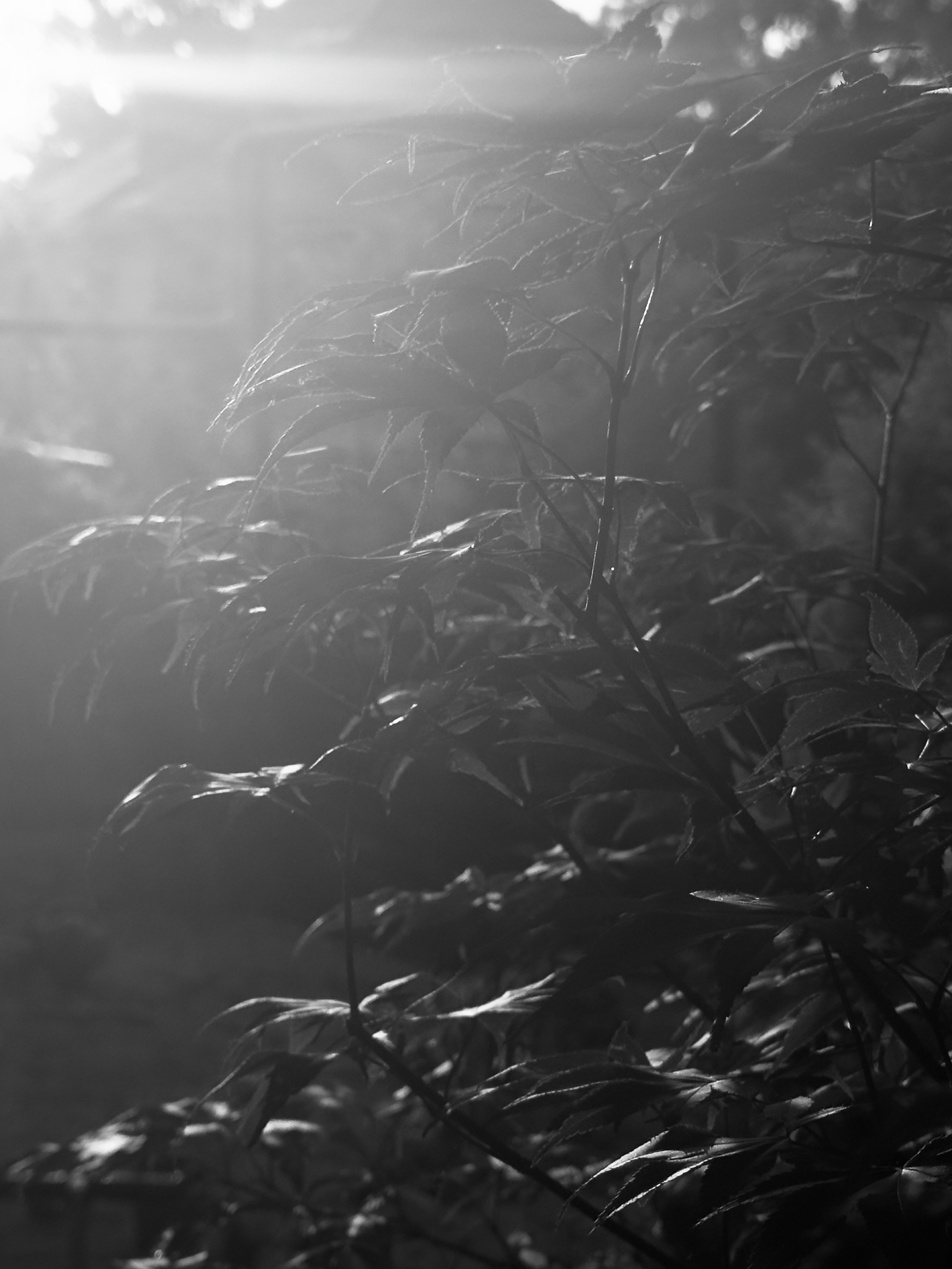 Флора и фауна. Смотри, красота!