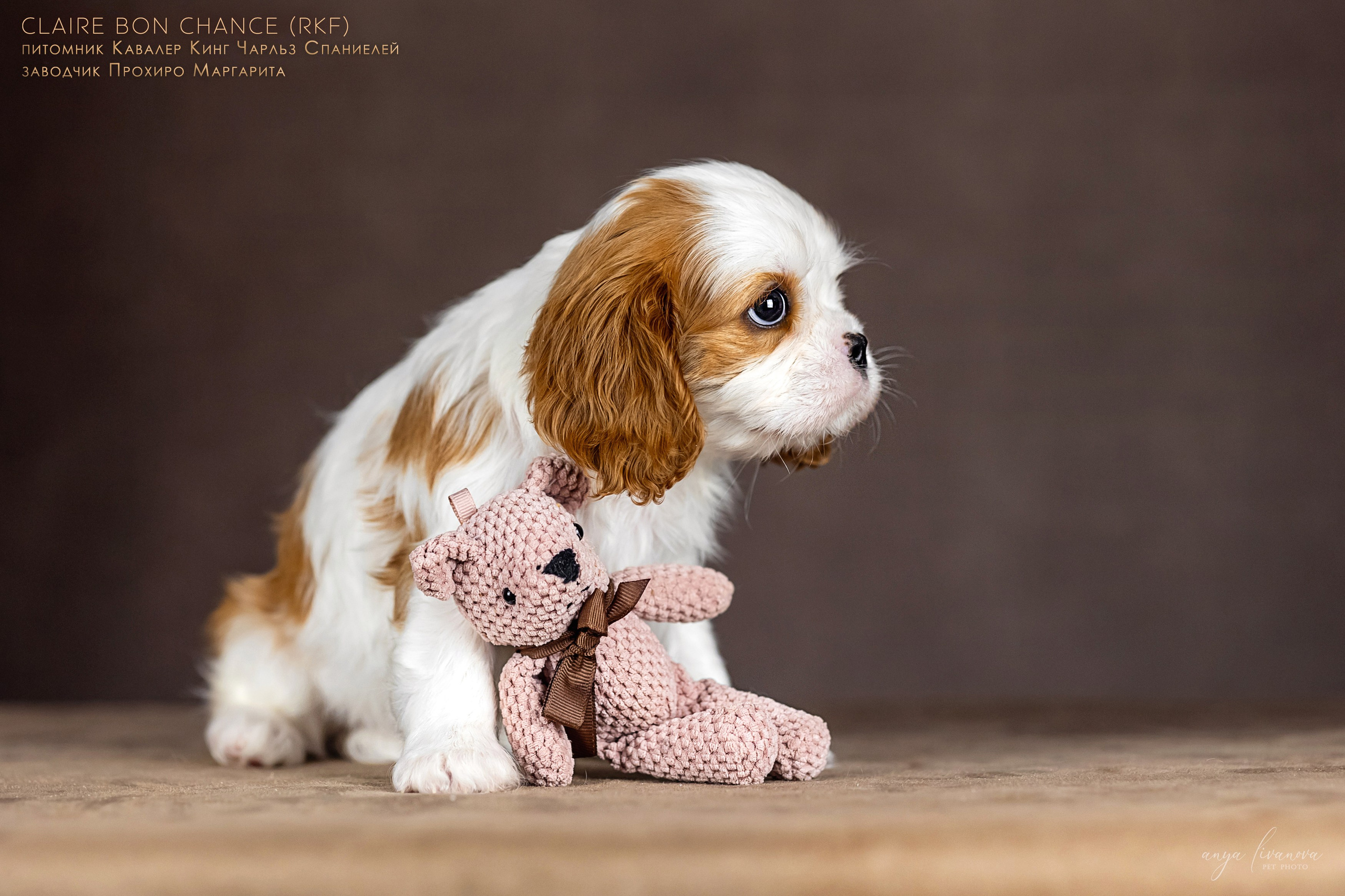 Кавалерчики. Фотограф анималист Аня Ливанова | Рыбинск