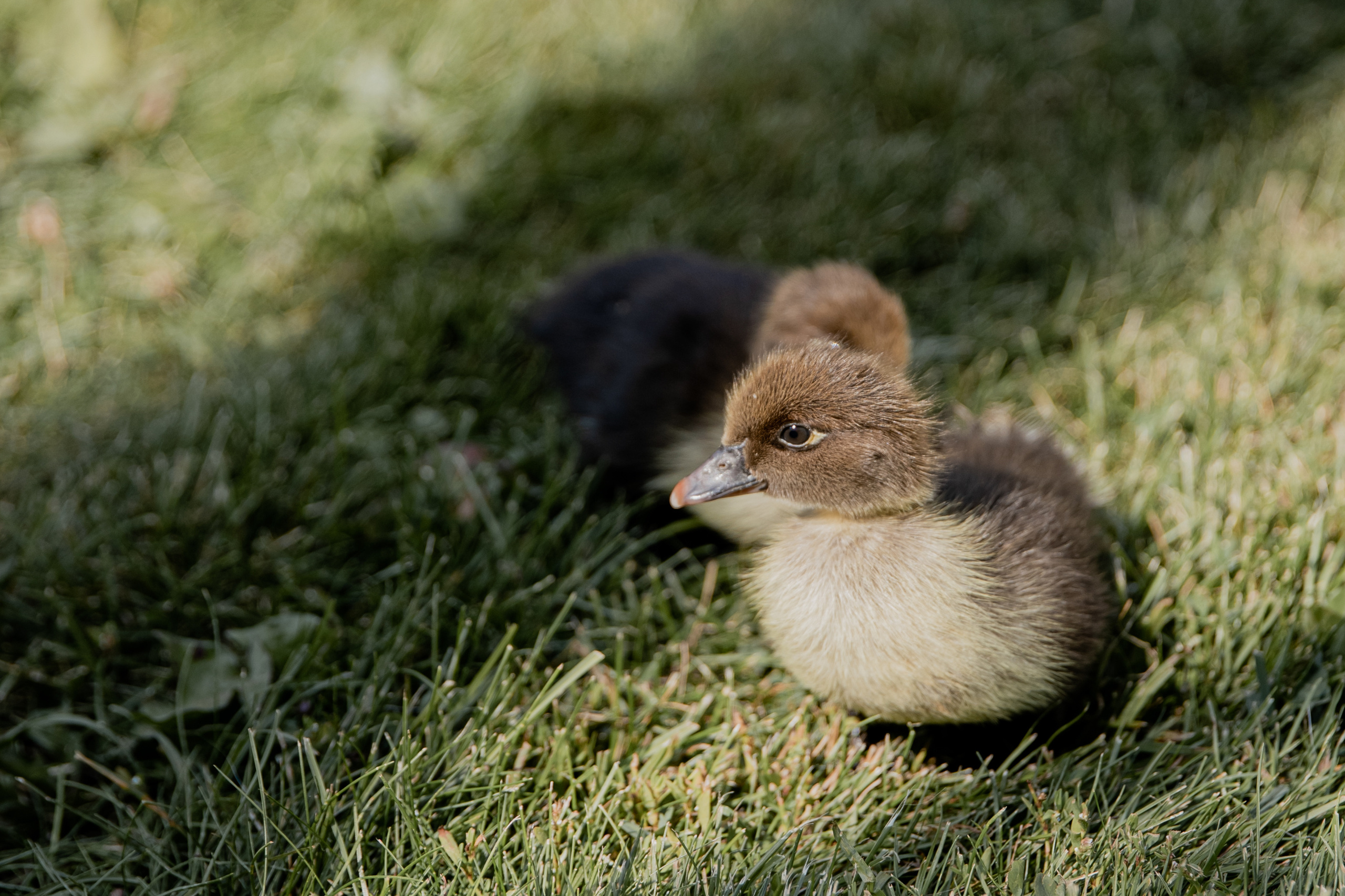 День Рождения Никуси. Свадебный фотограф Москва Европа Мария Коренчук