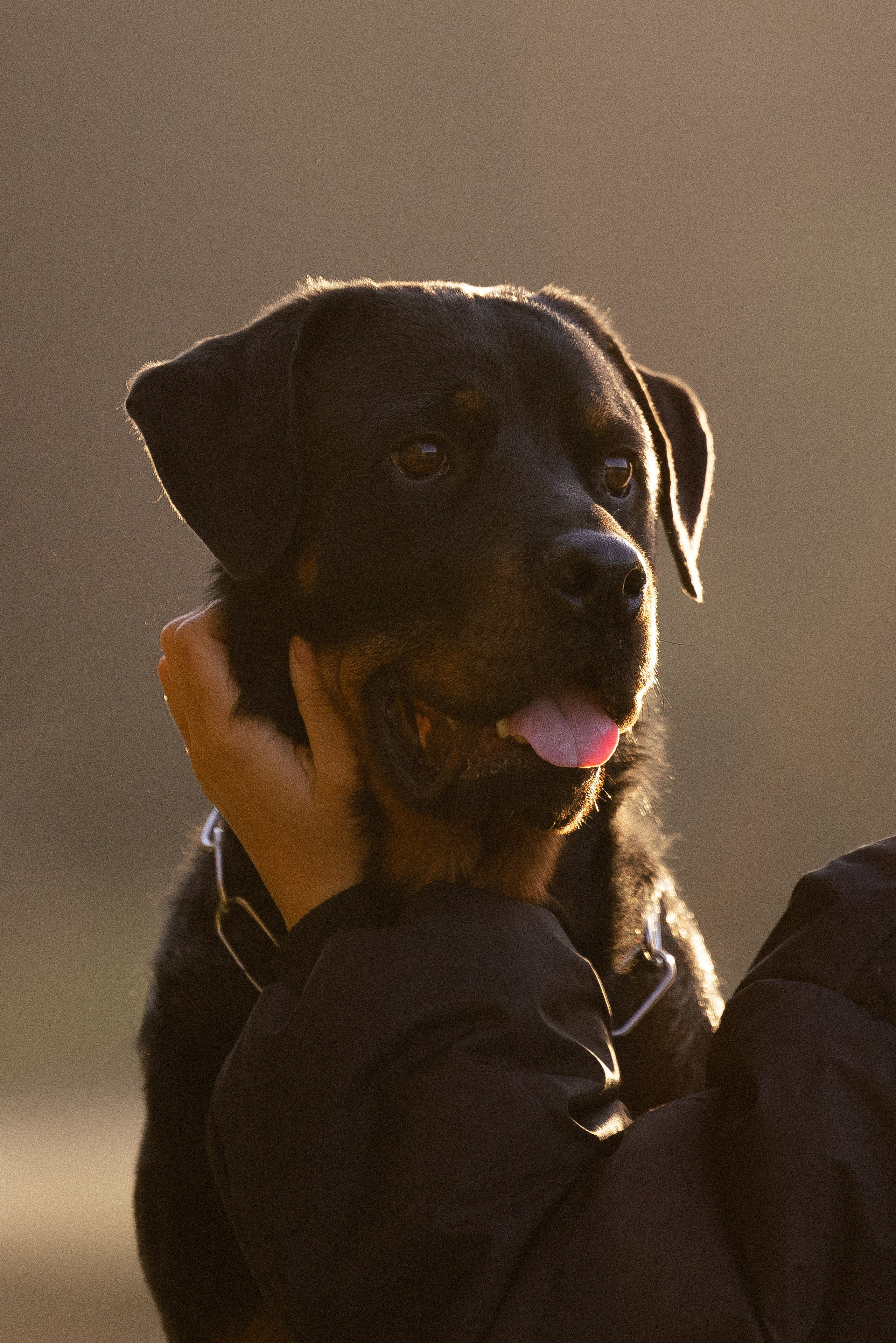 Катя, Леша, Лея и Трой. Фотограф и видеограф анималист Аганина Дарья