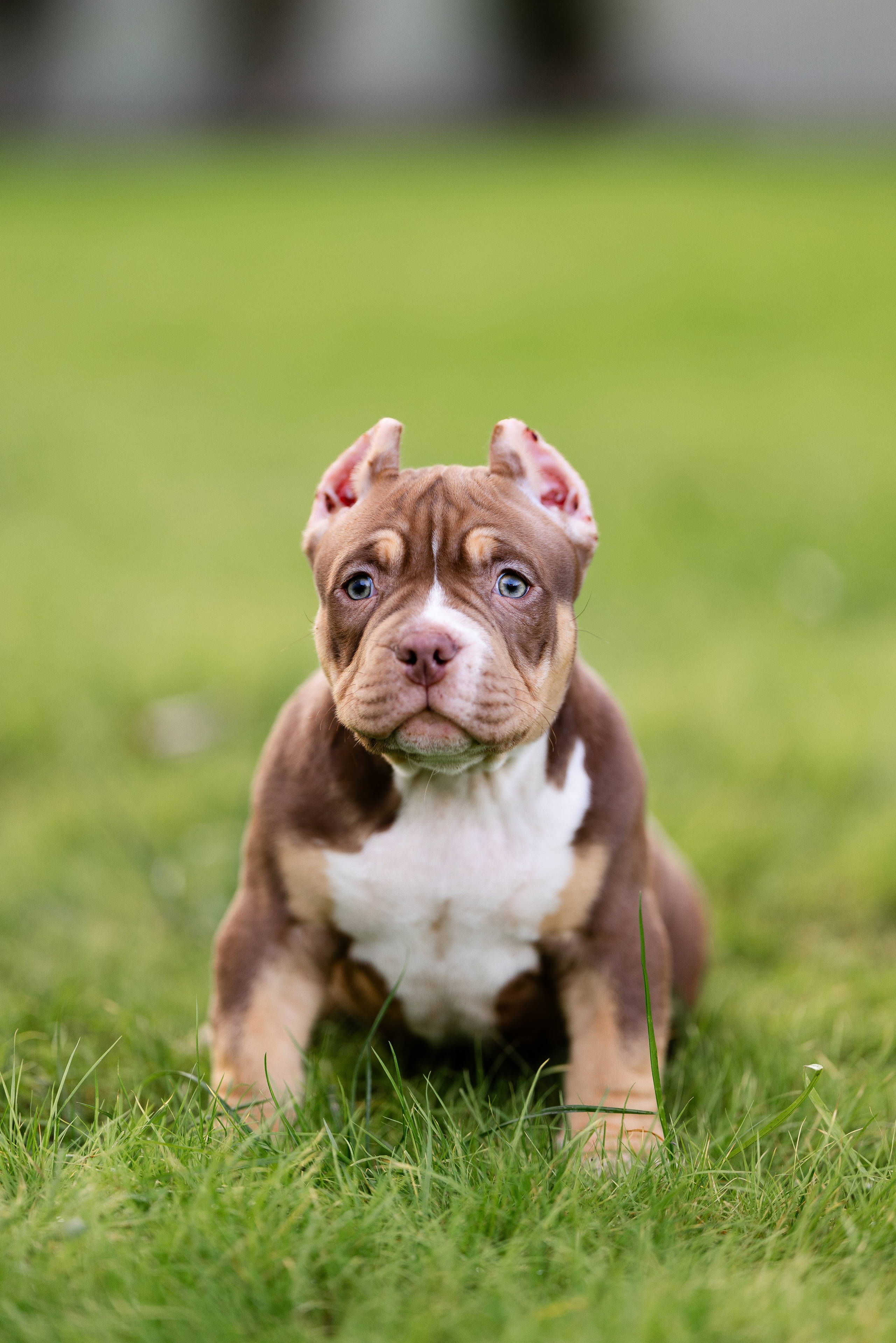 Булли. Фотограф и видеограф анималист Аганина Дарья
