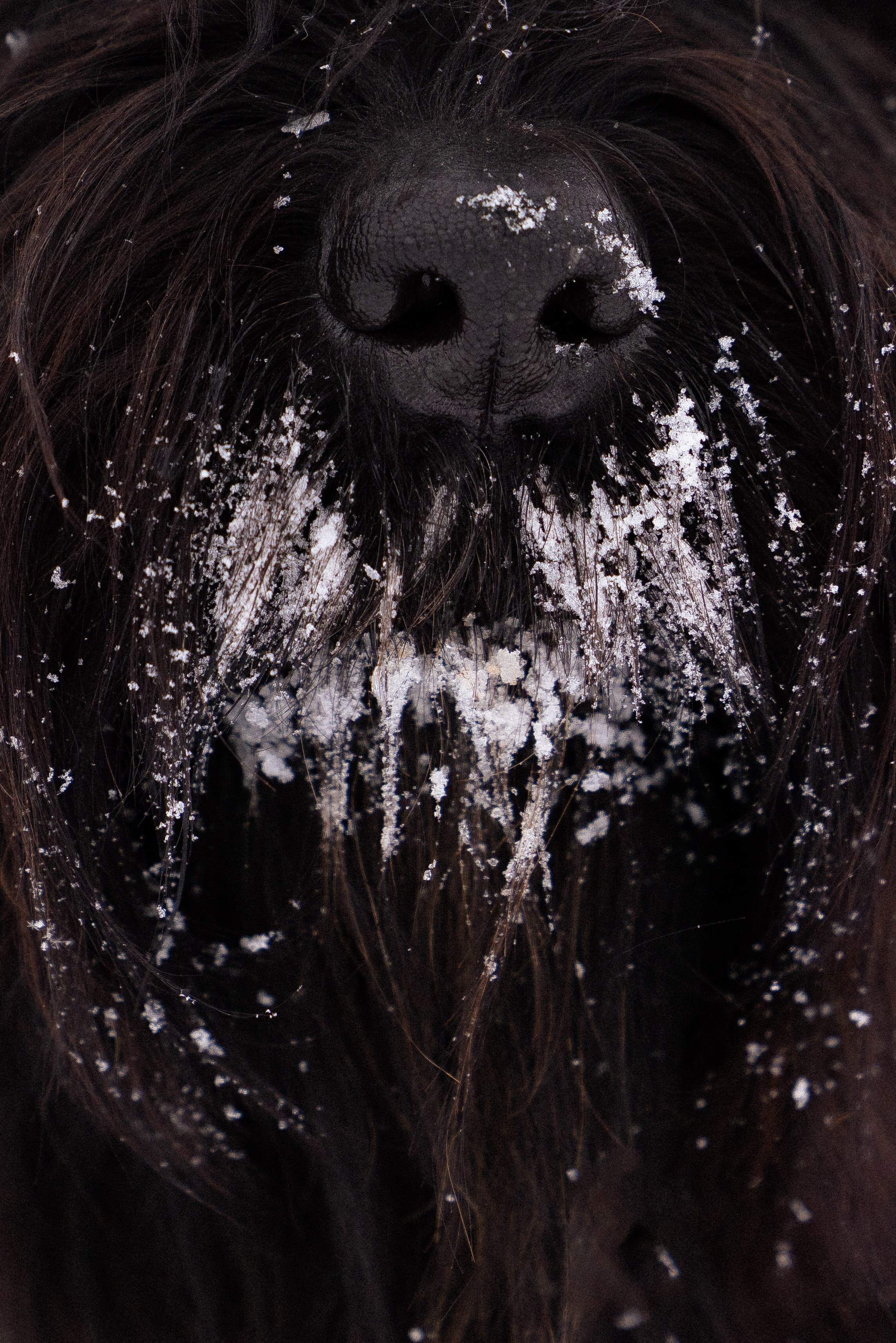 Анастасия и Ирга. Фотограф и видеограф анималист Аганина Дарья