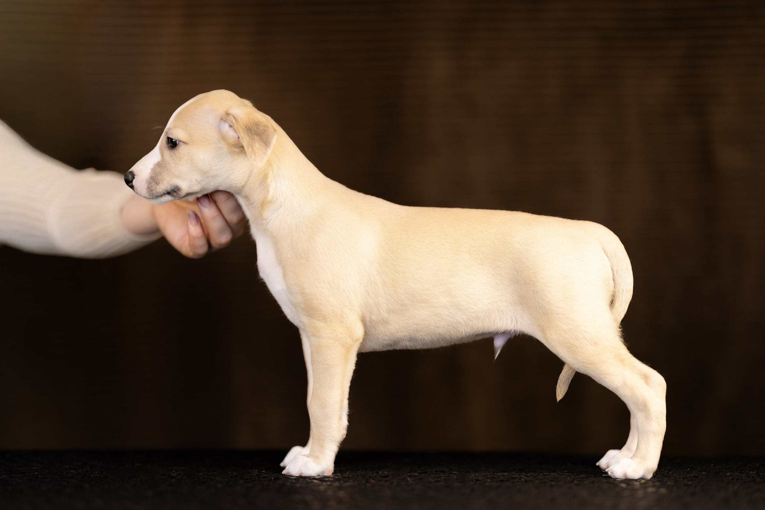 Уиппет. Фотограф и видеограф анималист Аганина Дарья