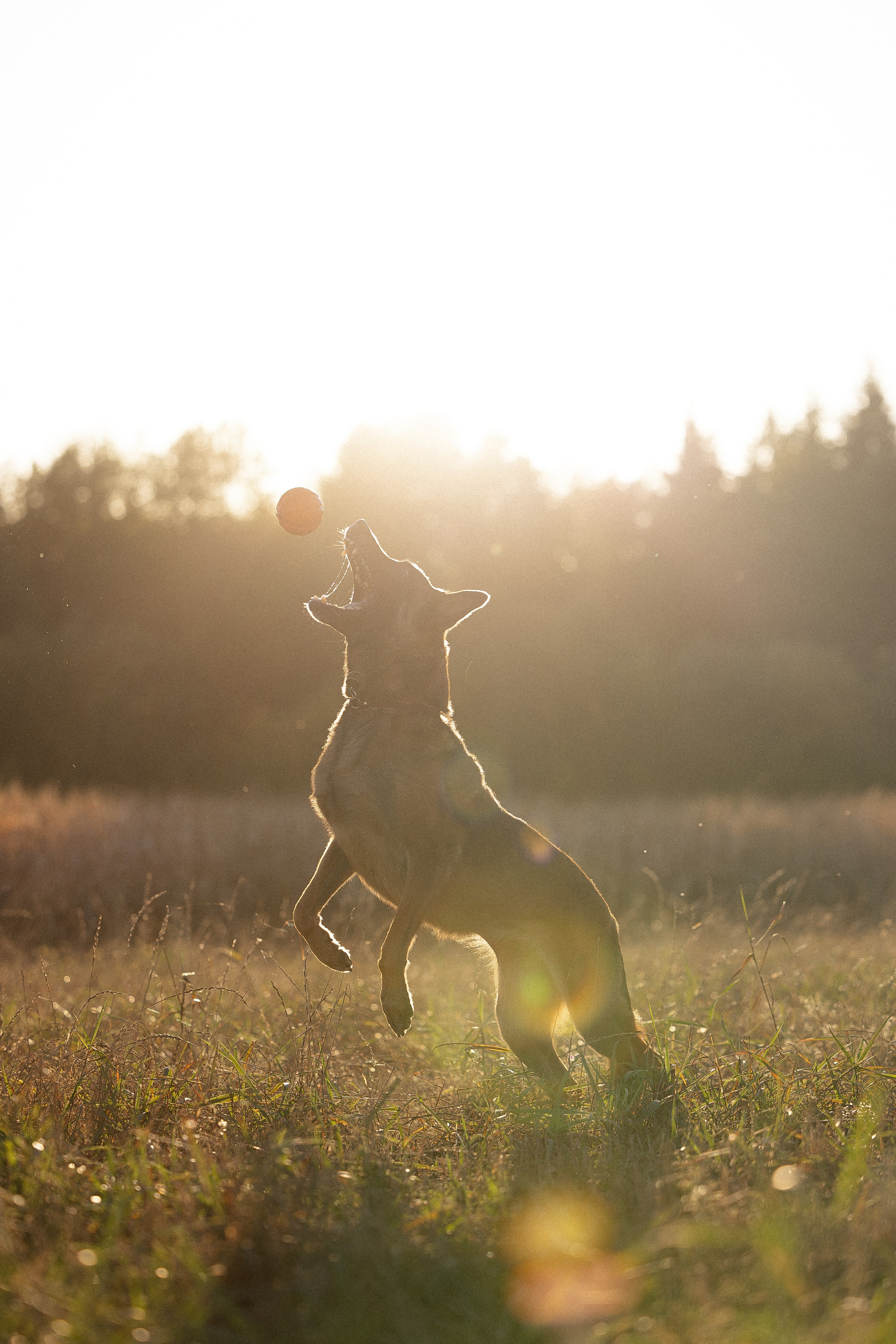 Женя, Афра и Молли. Фотограф и видеограф анималист Аганина Дарья