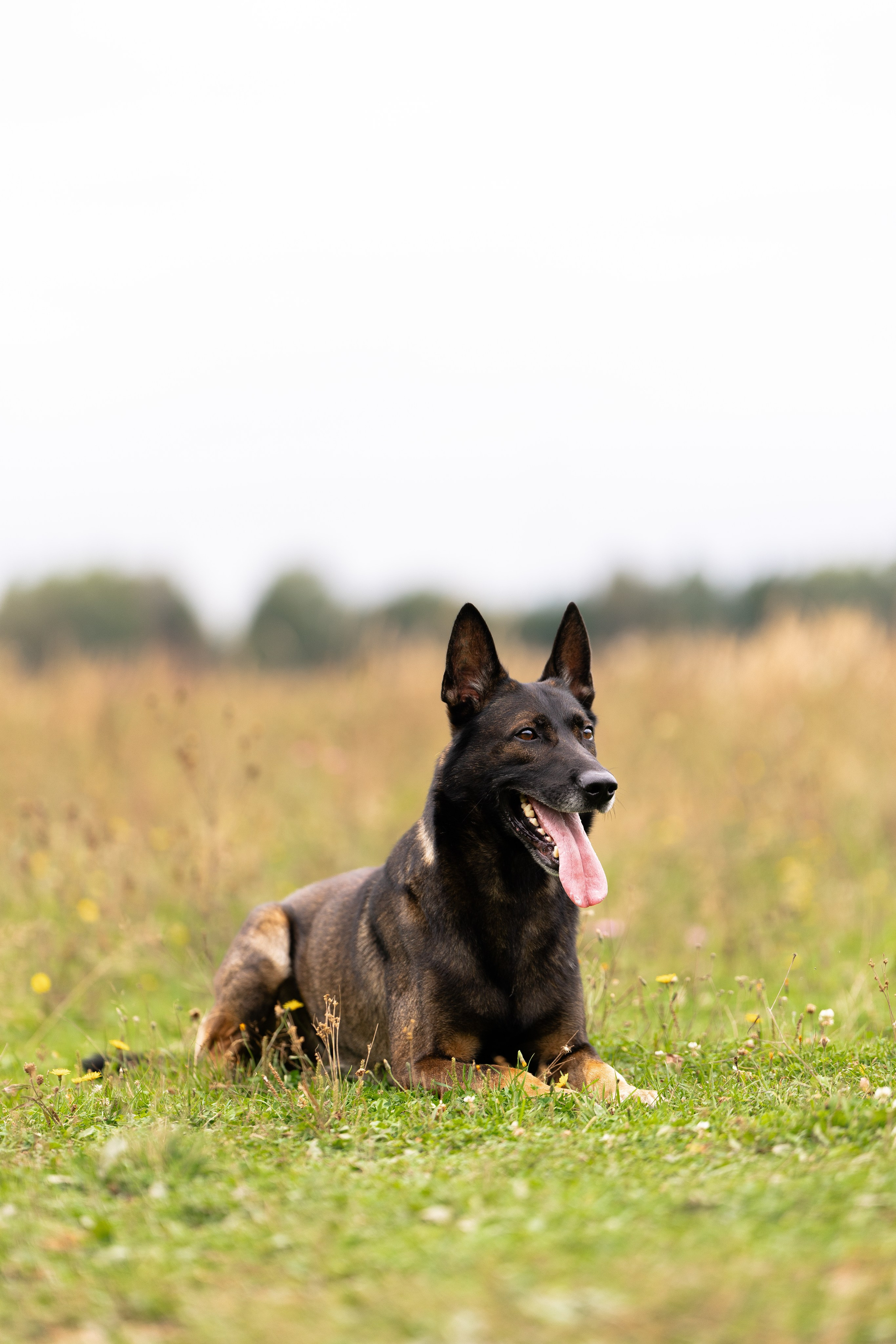Макс. Фотограф и видеограф анималист Аганина Дарья