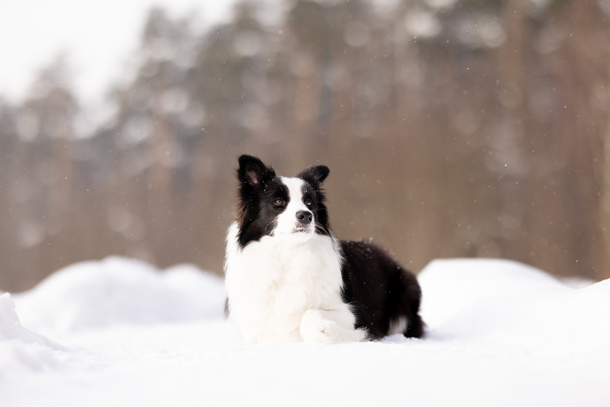 Лилия, Алексей и Ариана. Фотограф и видеограф анималист Аганина Дарья