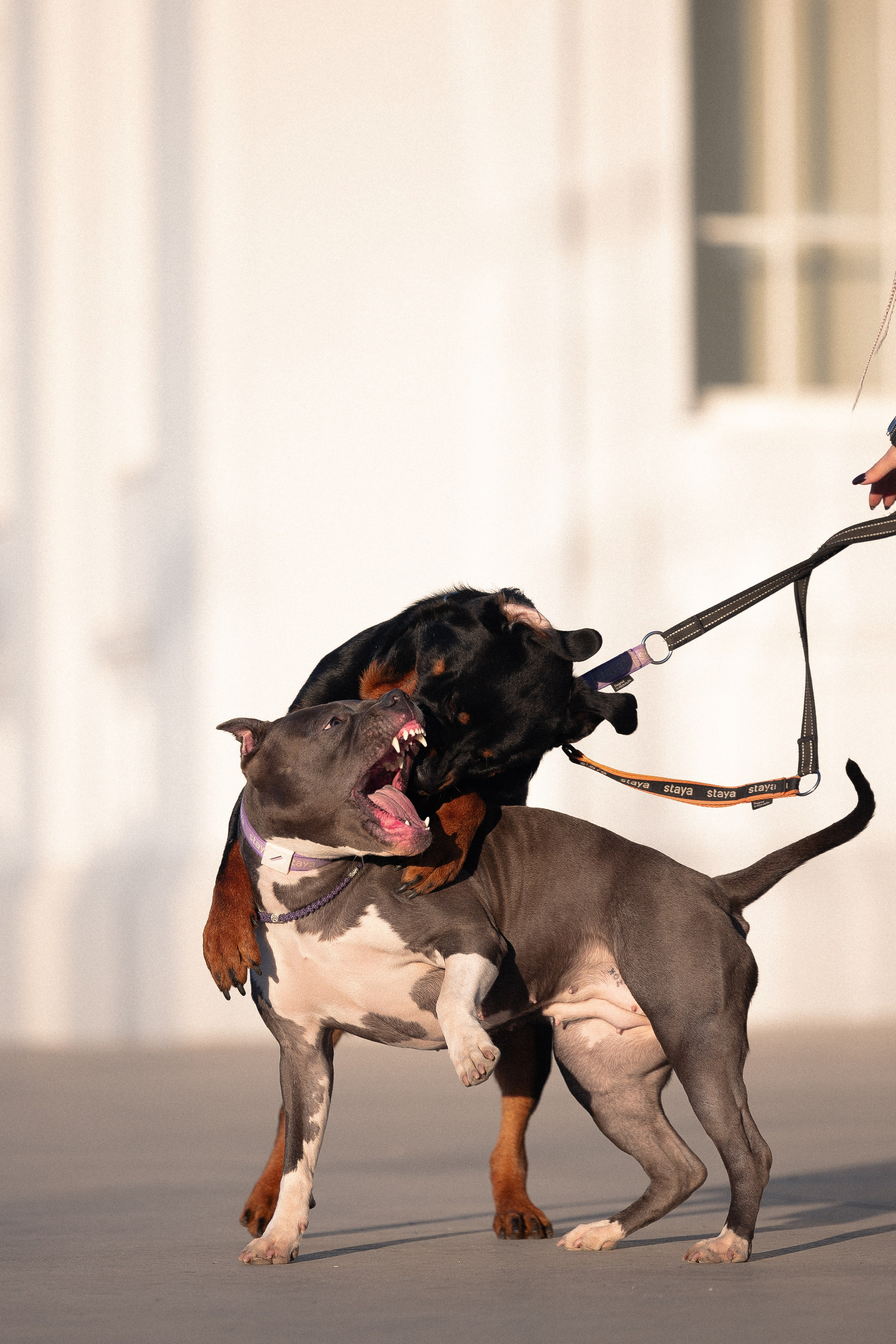 Катя, Леша, Трой и Лея. Фотограф и видеограф анималист Аганина Дарья