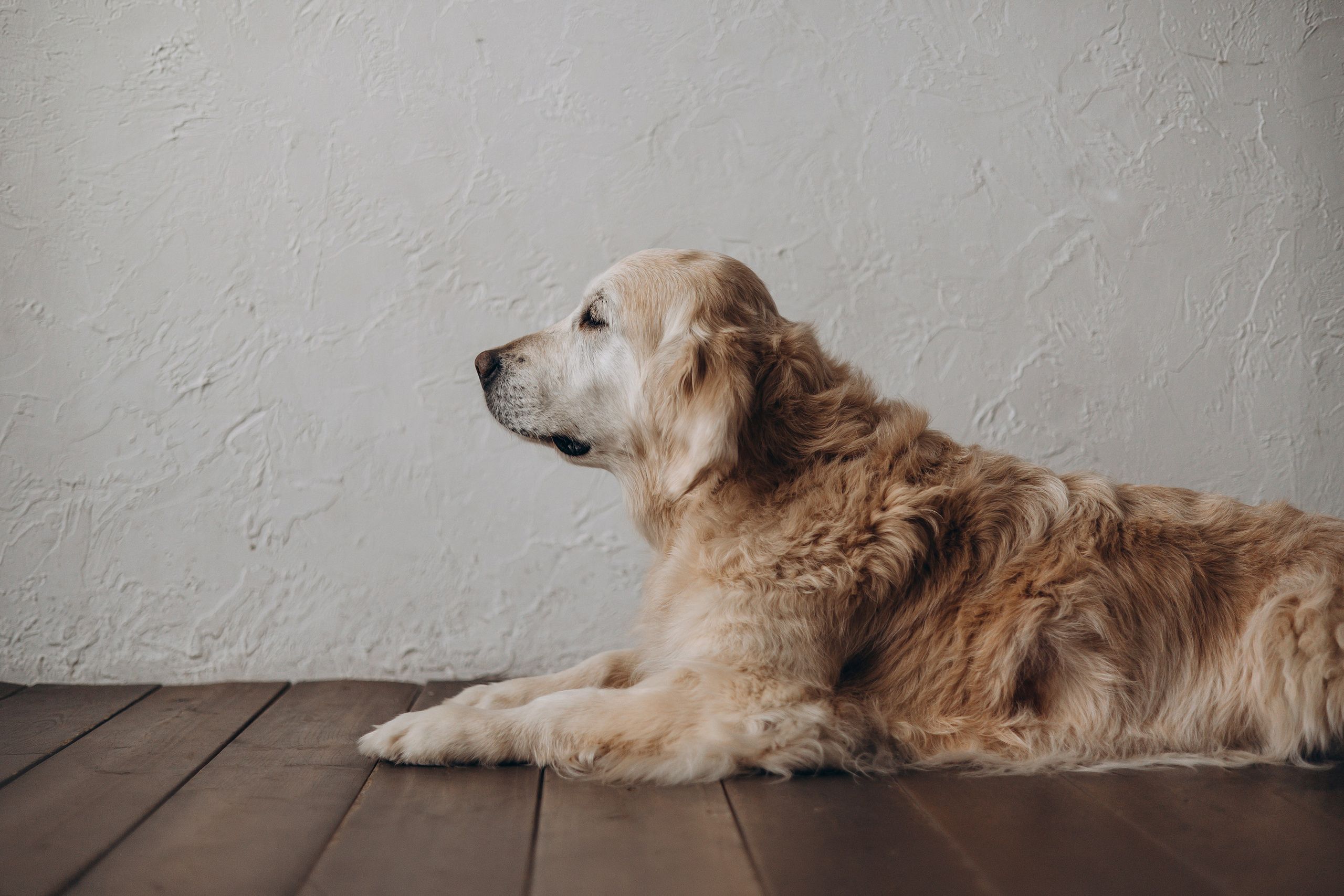 Ирина и Луна. Фотограф — Анималист | Санкт-Петербург