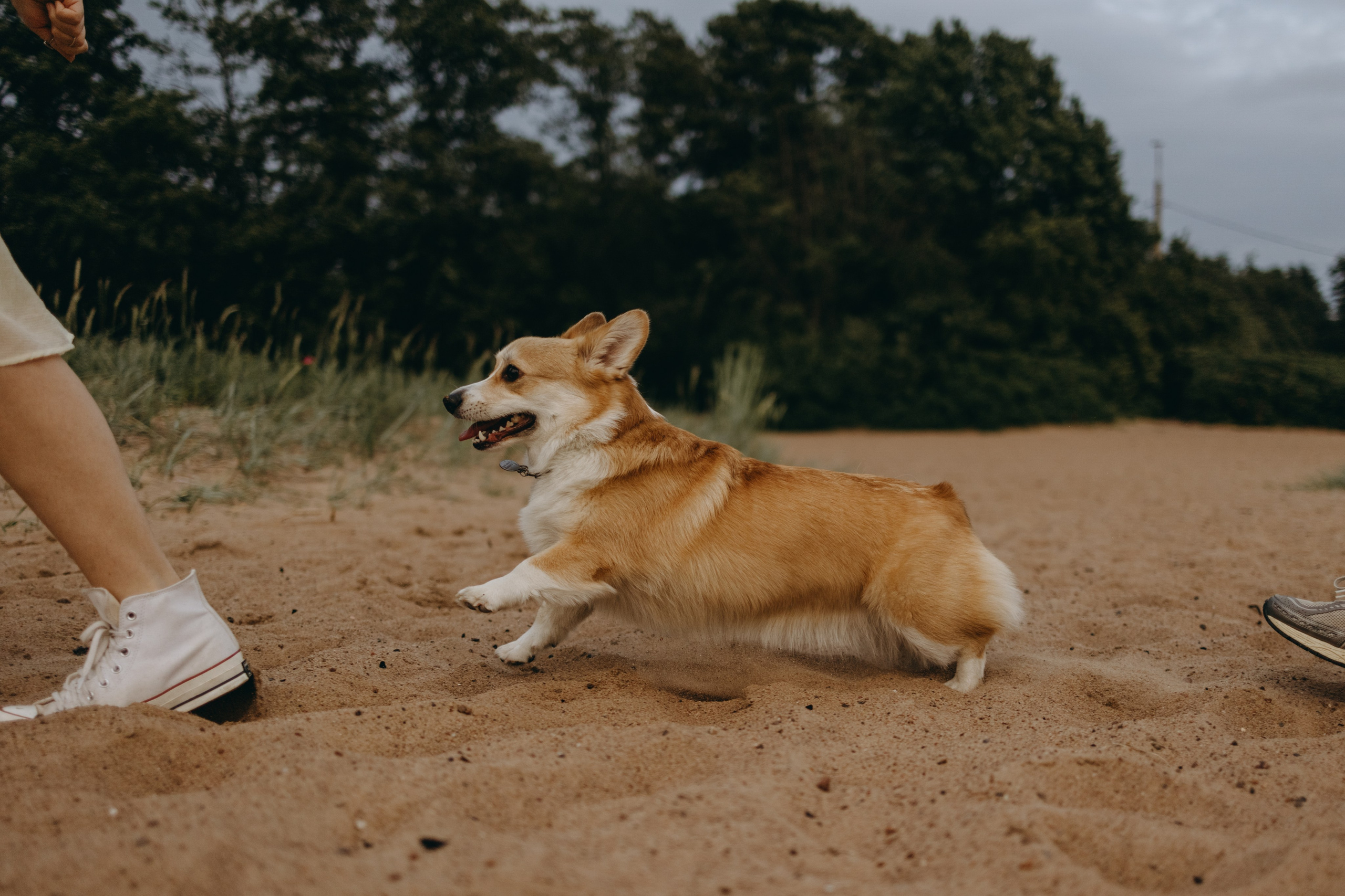 Лотти и ее семья. Фотограф — Анималист | Санкт-Петербург