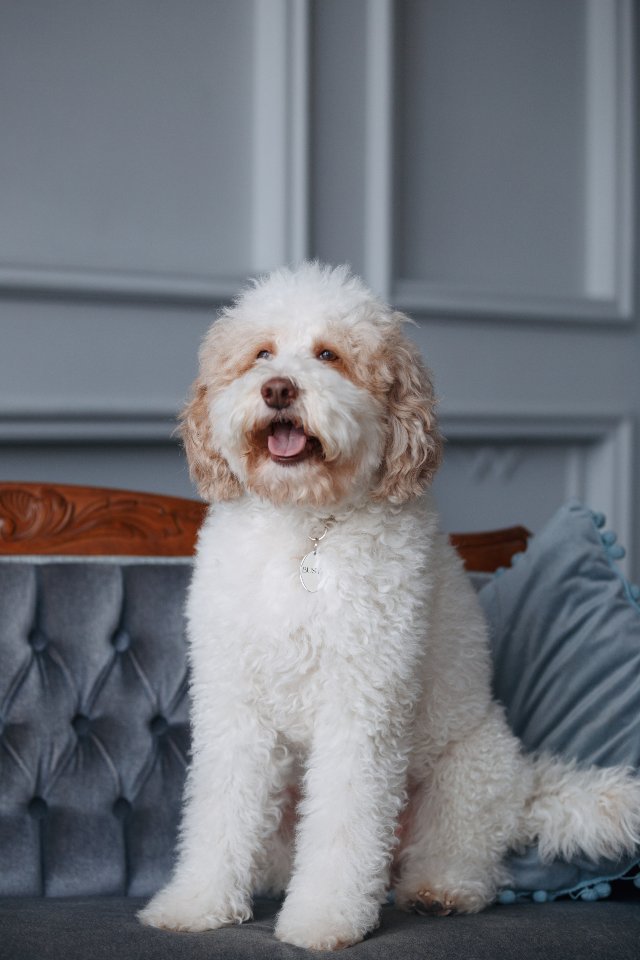 Bmbh лежанки и адресники. Фотограф анималист Кристина Карпова, Москва