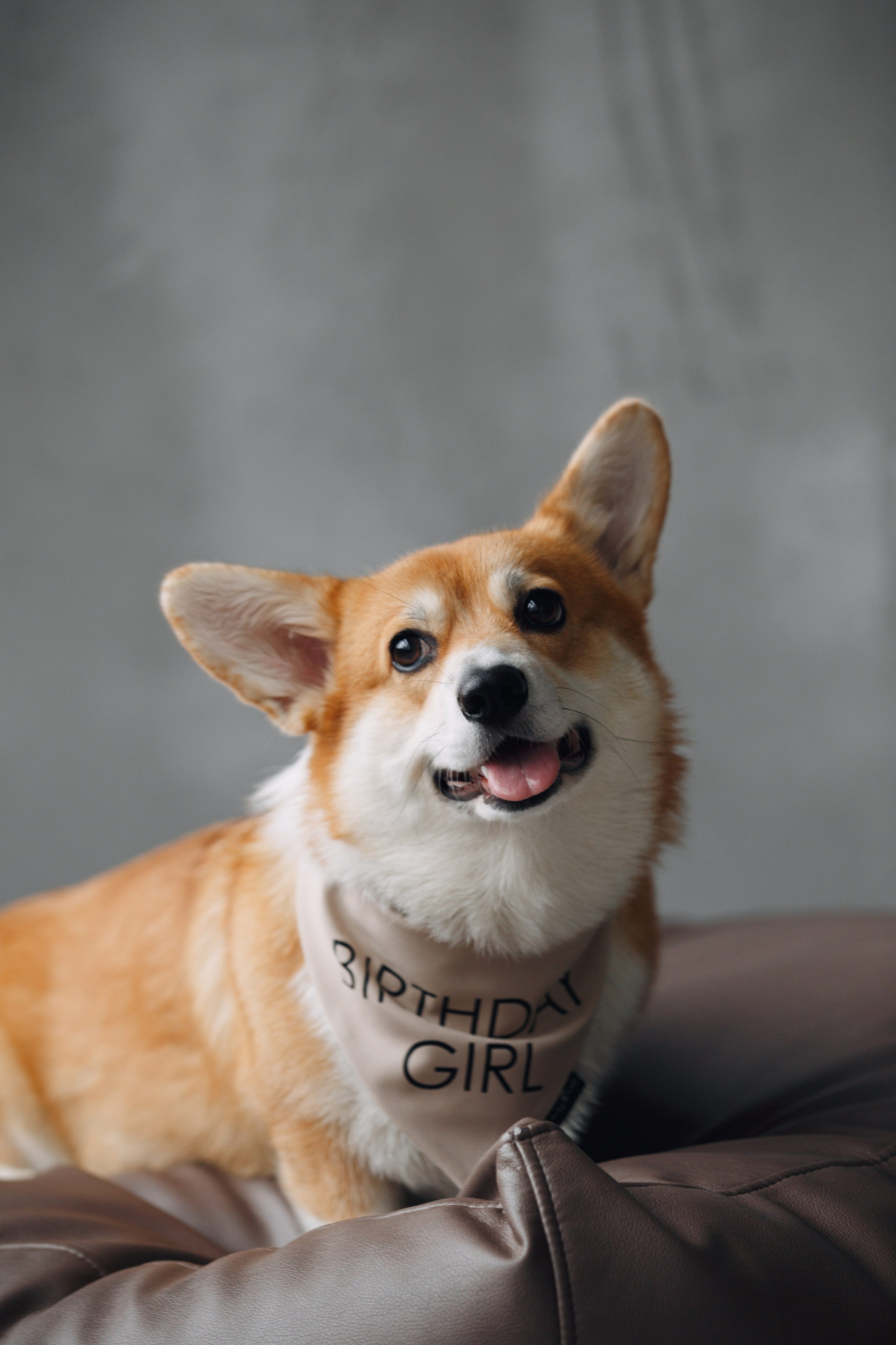 Wag'n'tails аксессуары для животных. Фотограф анималист Кристина Карпова, Москва