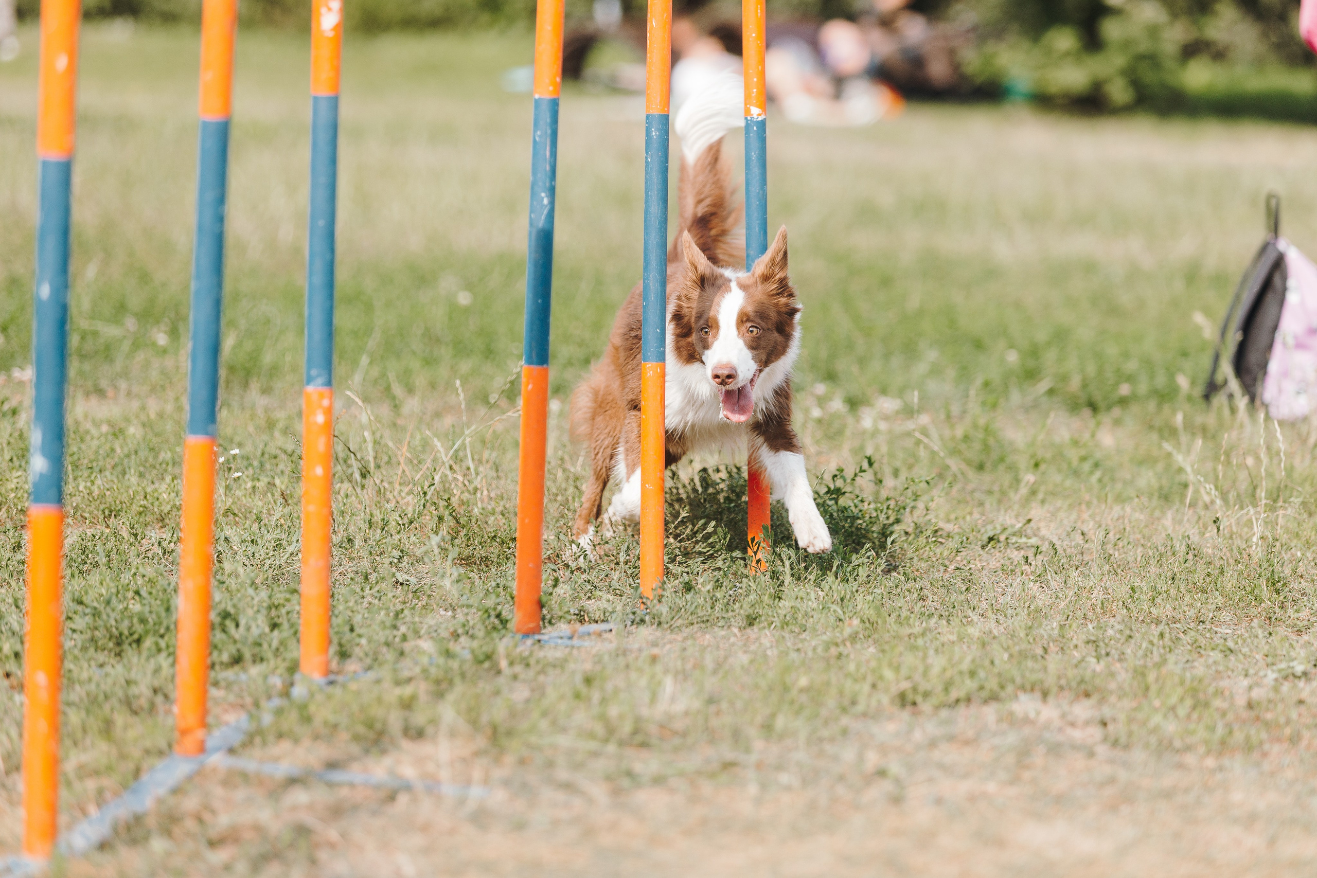 Petshop Sup day. Фотограф анималист Кристина Карпова, Москва