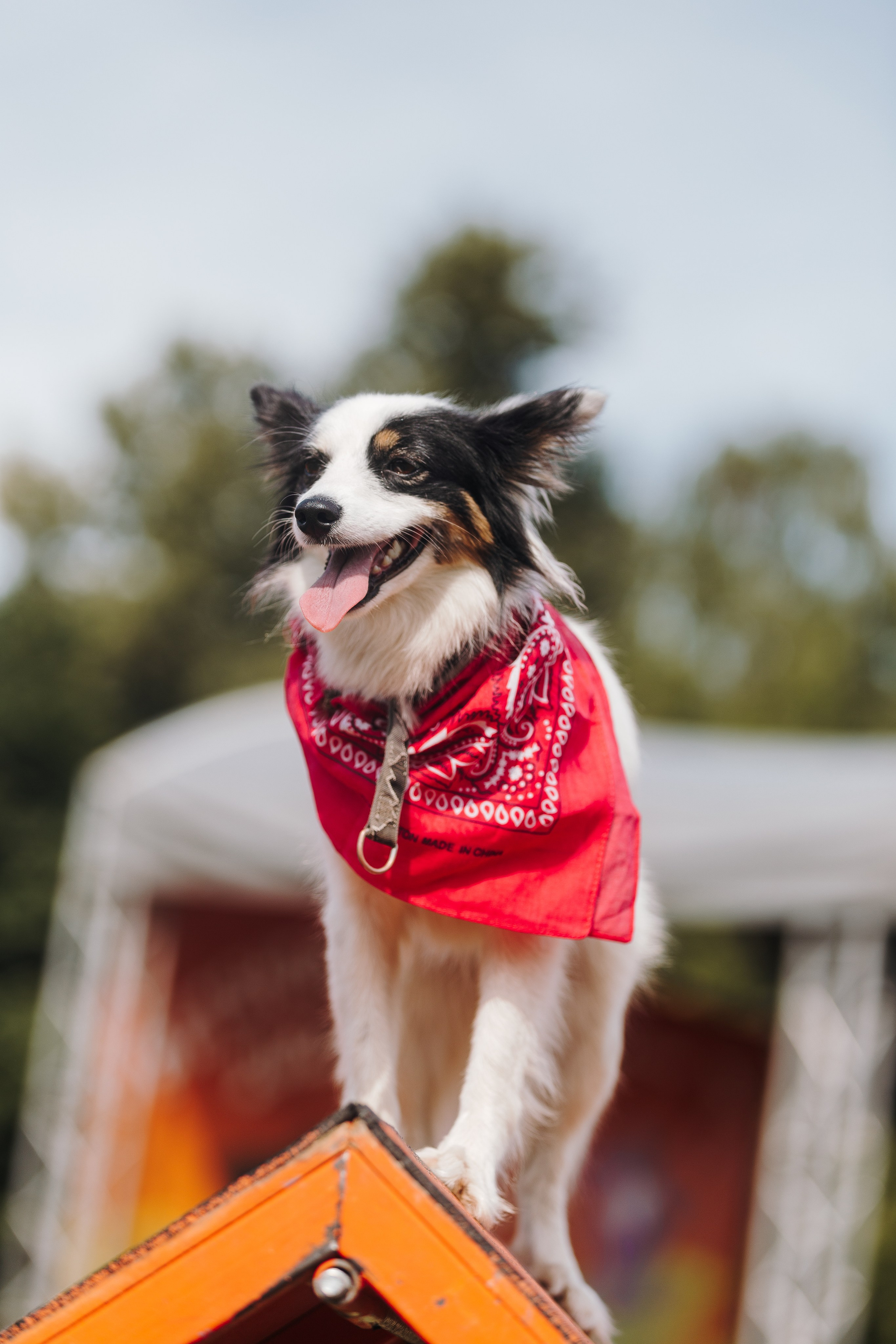 Petshop Sup day. Фотограф анималист Кристина Карпова, Москва