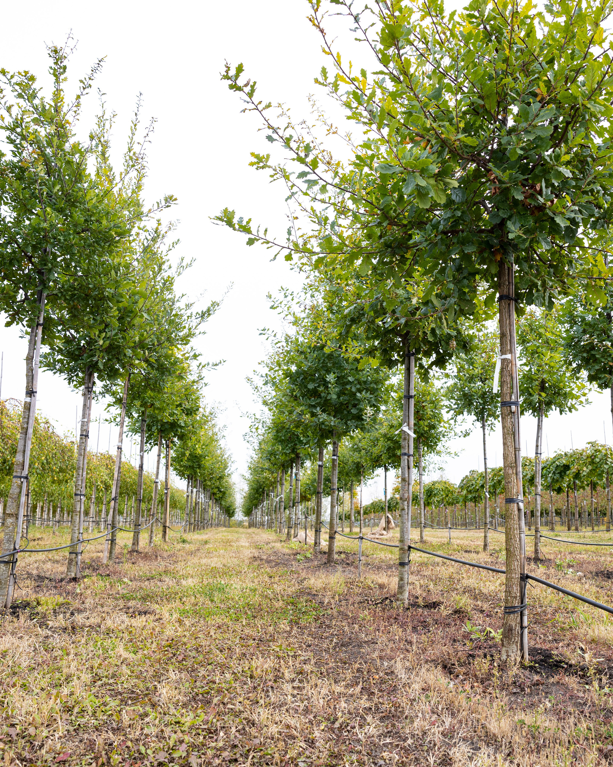 Предметная, интерьерная съемка. Фотограф в Ельце Сапрыкина Екатерина